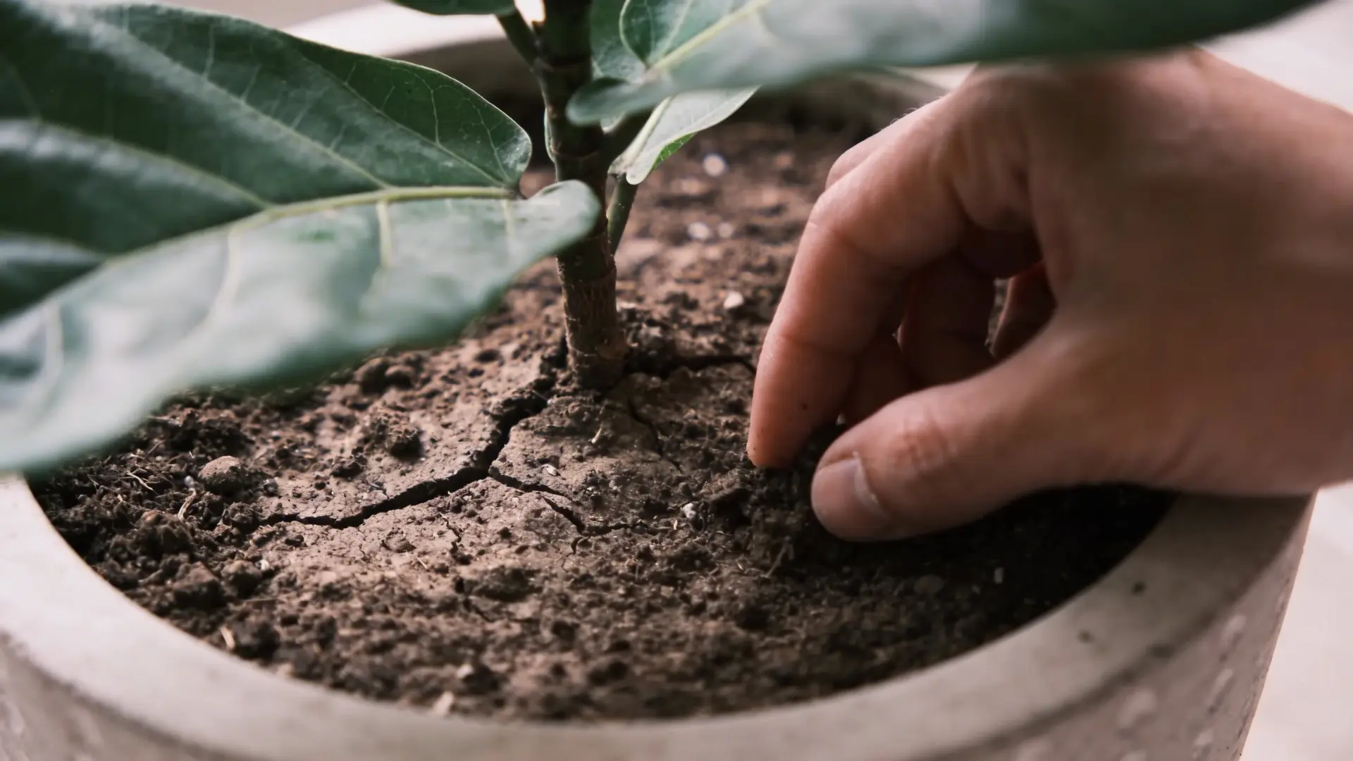 Soil being checked for dryness in a plant pot before watering
