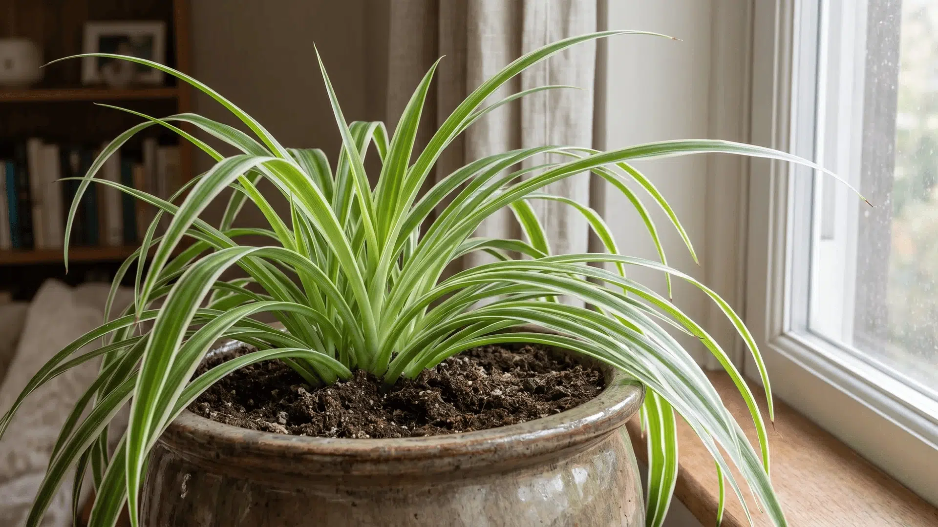 Spider plant with long green leaves growing in a pot with visible soil near a window