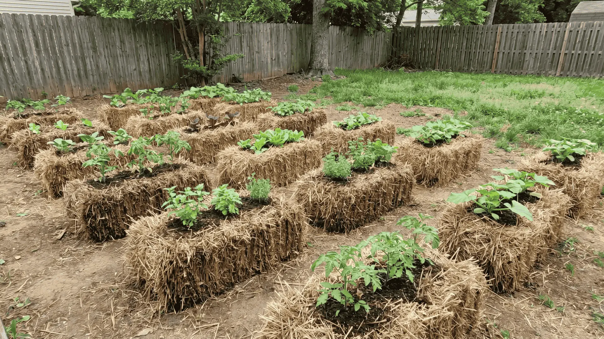 Straw bales arranged in rows with vegetable plants growing on top in a backyard garden setup