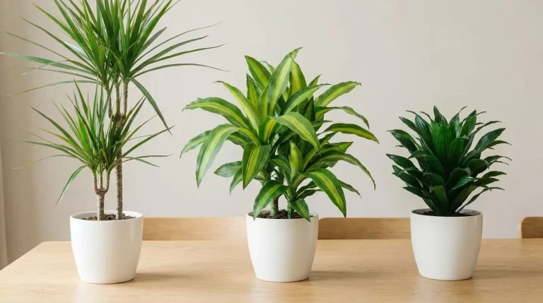 Three indoor types of dracaena plants in white pots arranged side by side on a wooden surface