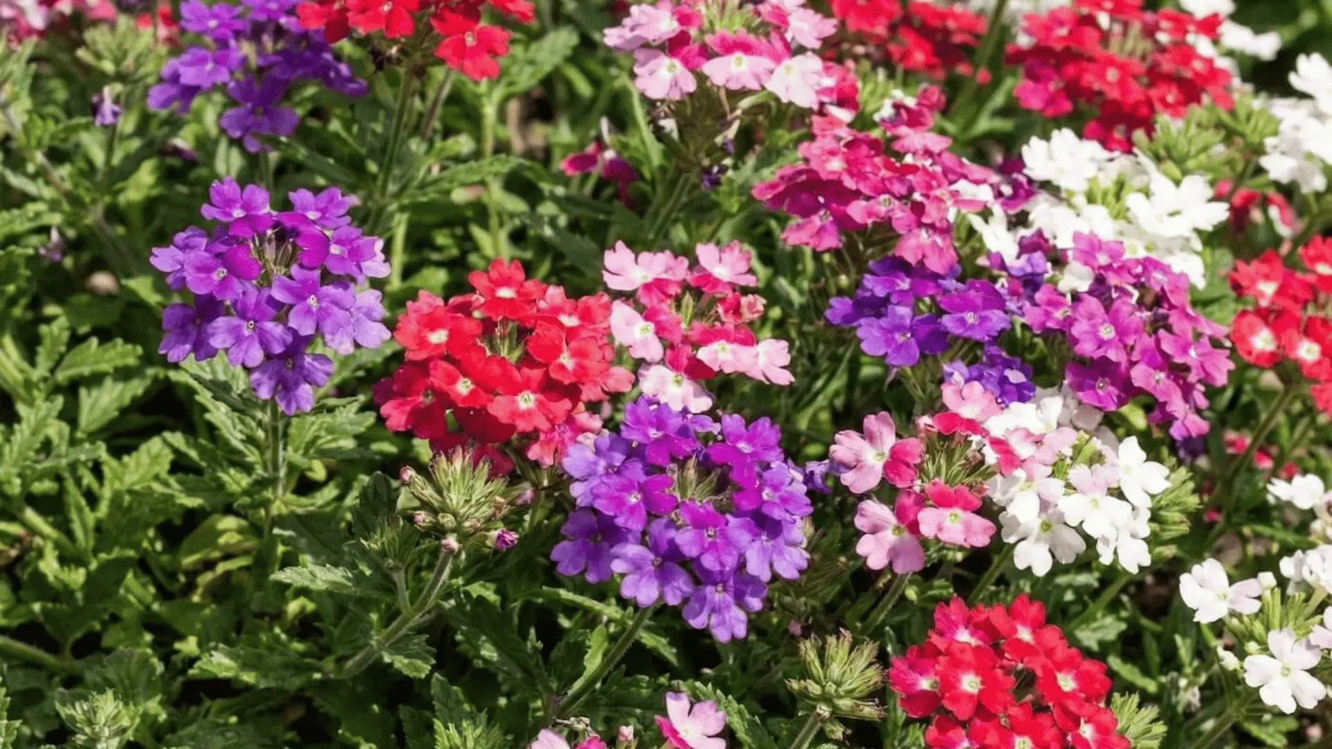 A cluster of verbena flowers in mixed colors like pink, purple, red, and white, growing densely with green textured leaves. (1)