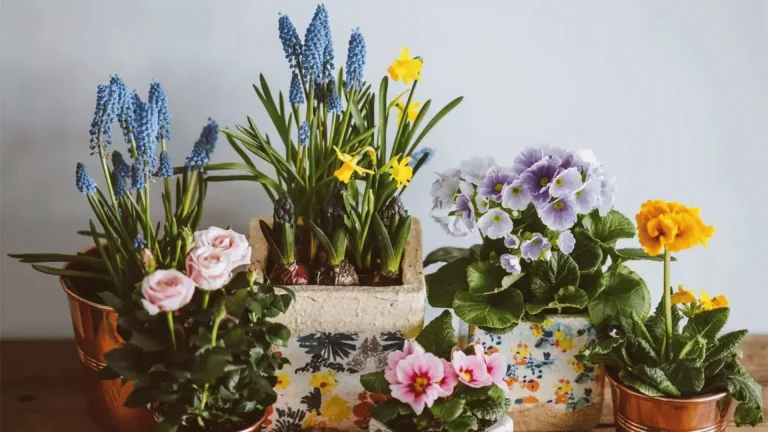 A collection of colorful potted flowers, including pink roses, violets, and yellow primroses, arranged neatly on a wooden surface.