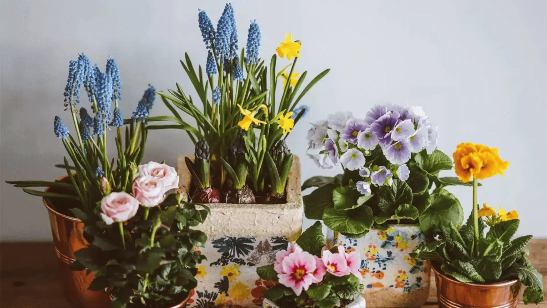 A collection of colorful potted flowers, including pink roses, violets, and yellow primroses, arranged neatly on a wooden surface.