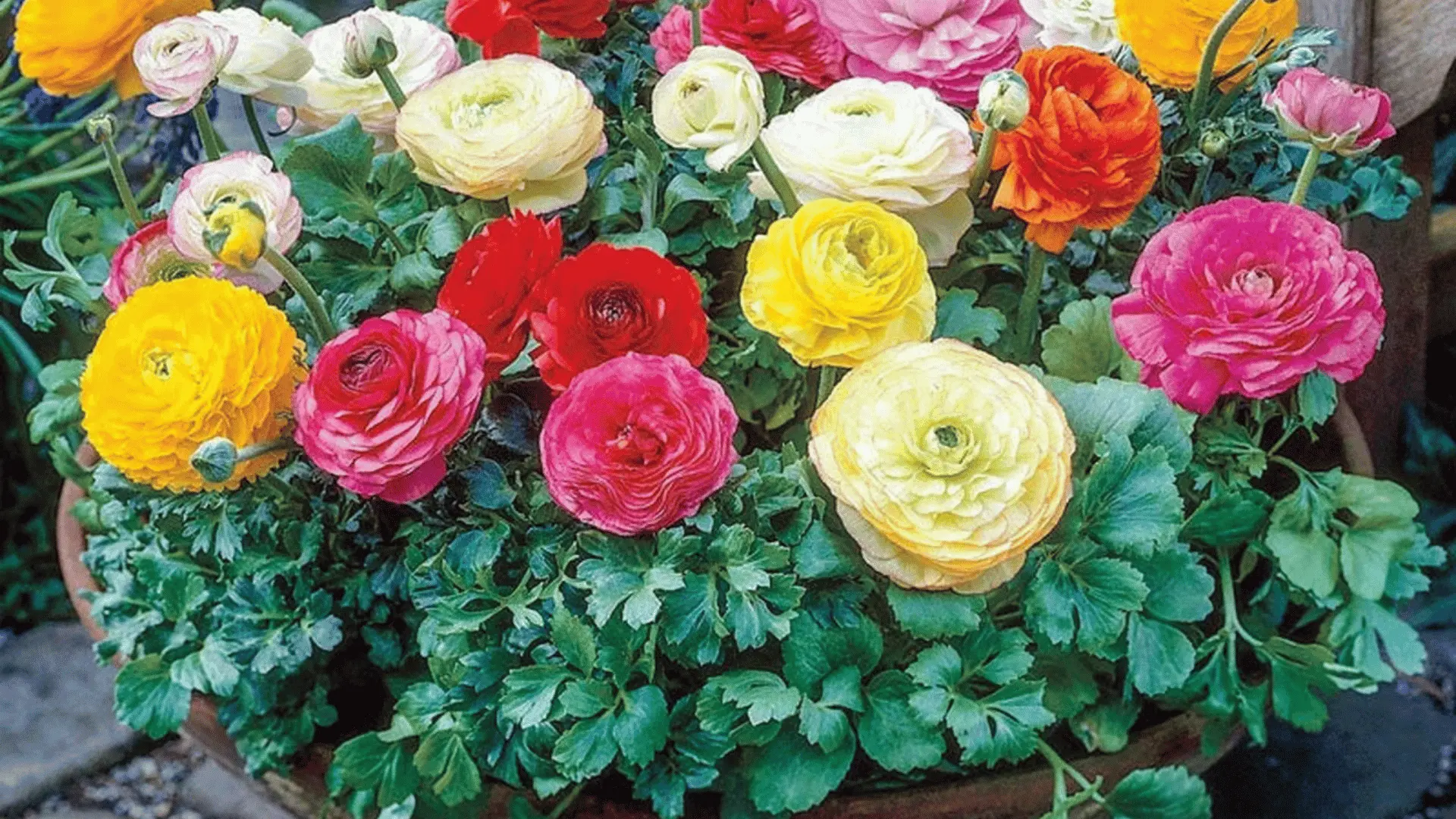 A colorful garden bed filled with blooming ranunculus flowers in shades of red, yellow, orange, and white, surrounded by lush green foliage.