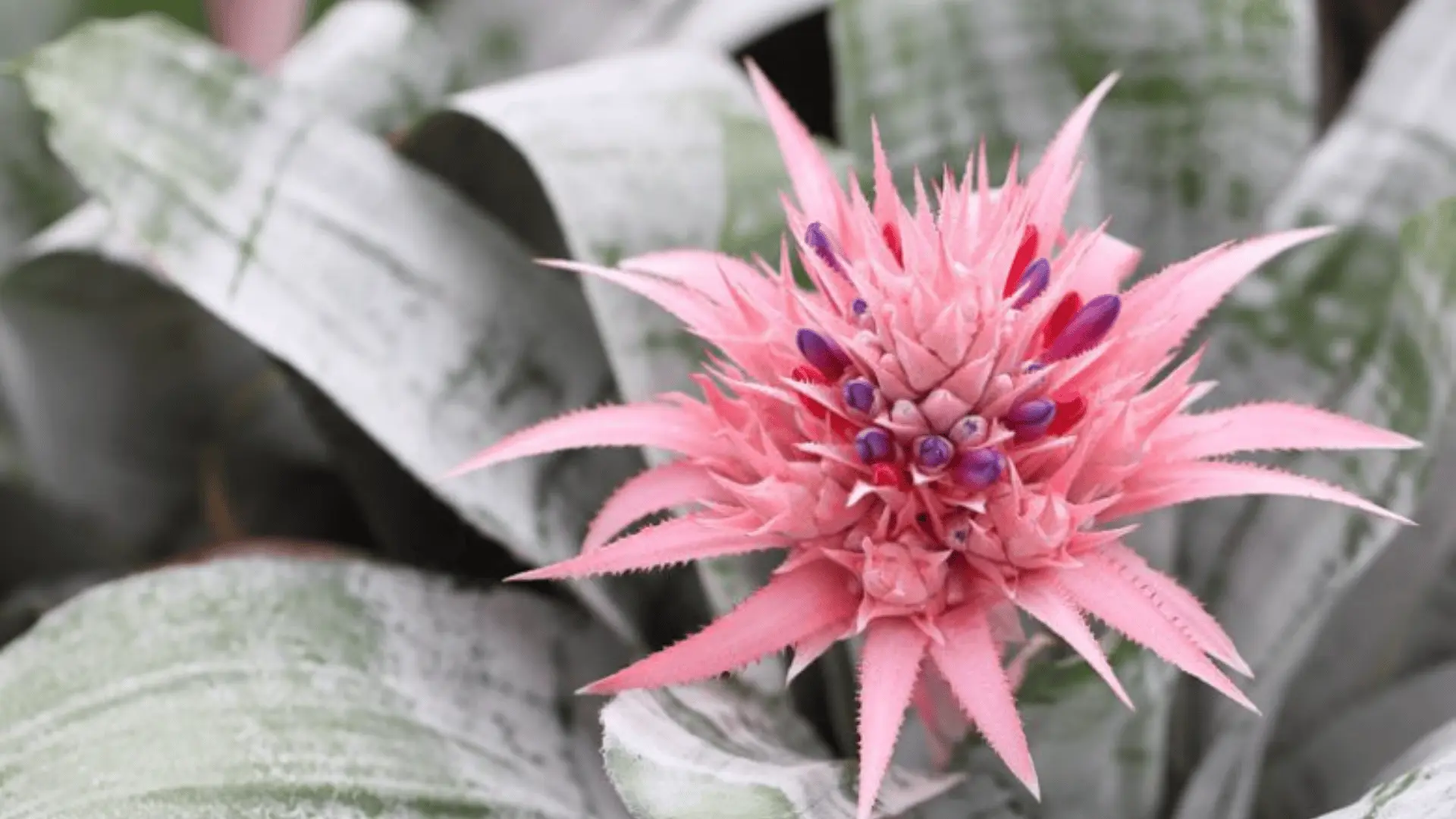 A pink bromeliad flower with spiky petals and small purple buds at the center, surrounded by broad, silvery-green leaves.