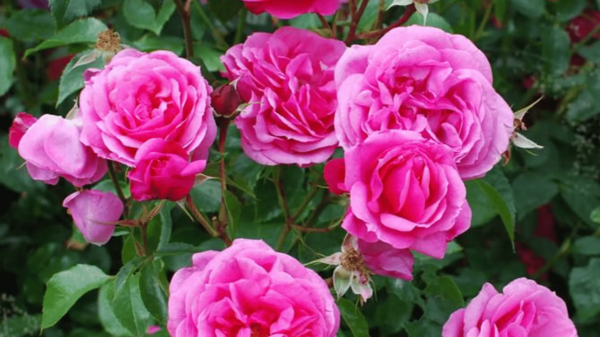 A potted rose plant with soft pink blooms and buds, surrounded by dense green leaves.