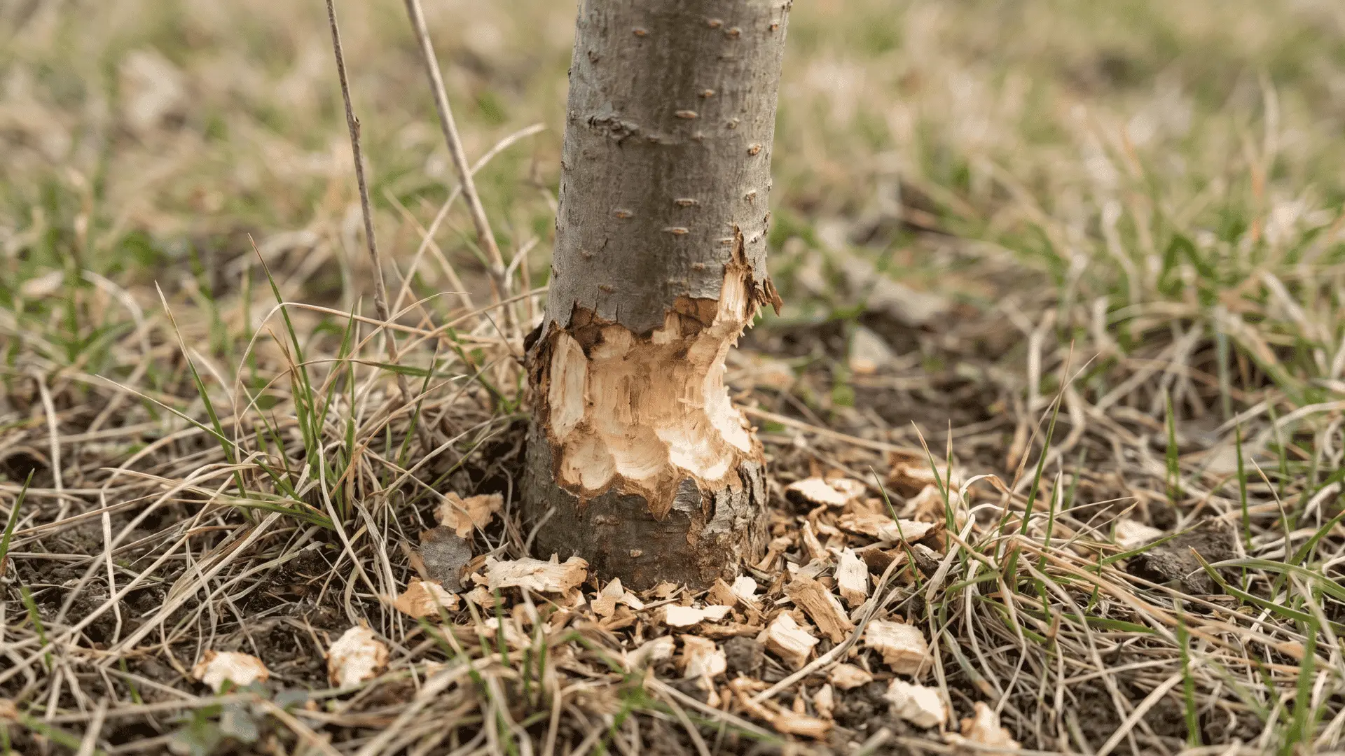 A young tree with chewed bark near the base, showing missing bark from vole damage.