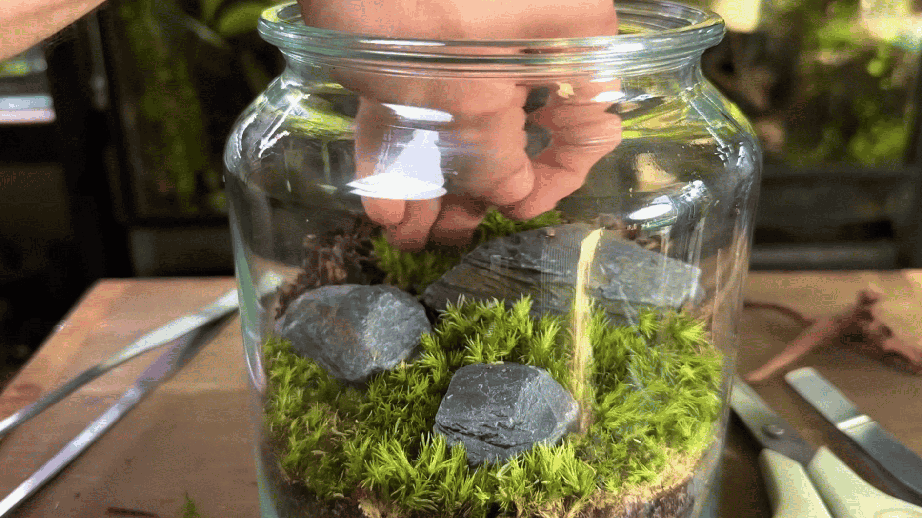 _Activated charcoal and moss layer being added inside a glass terrarium container during the setup process