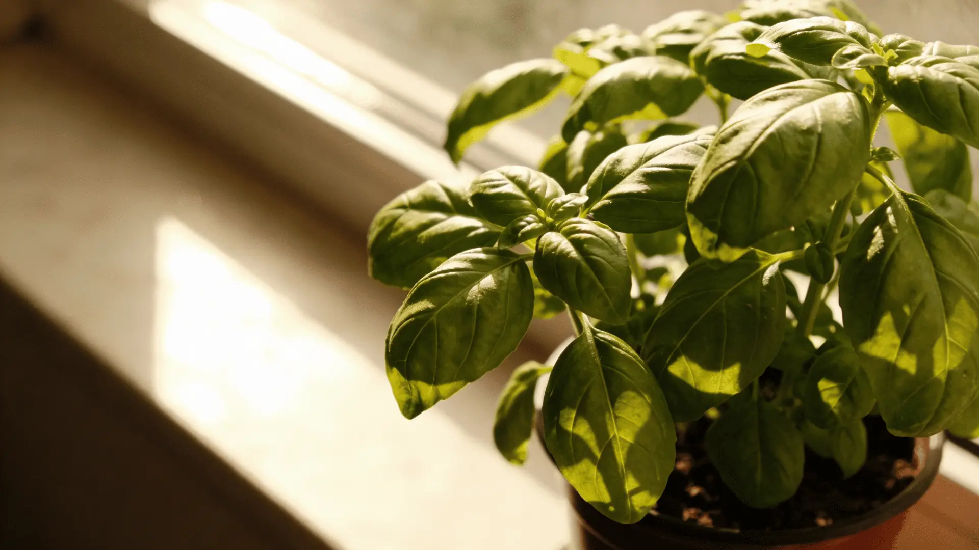 Basil plant in a pot near a window with outdoor seating nearby (1)