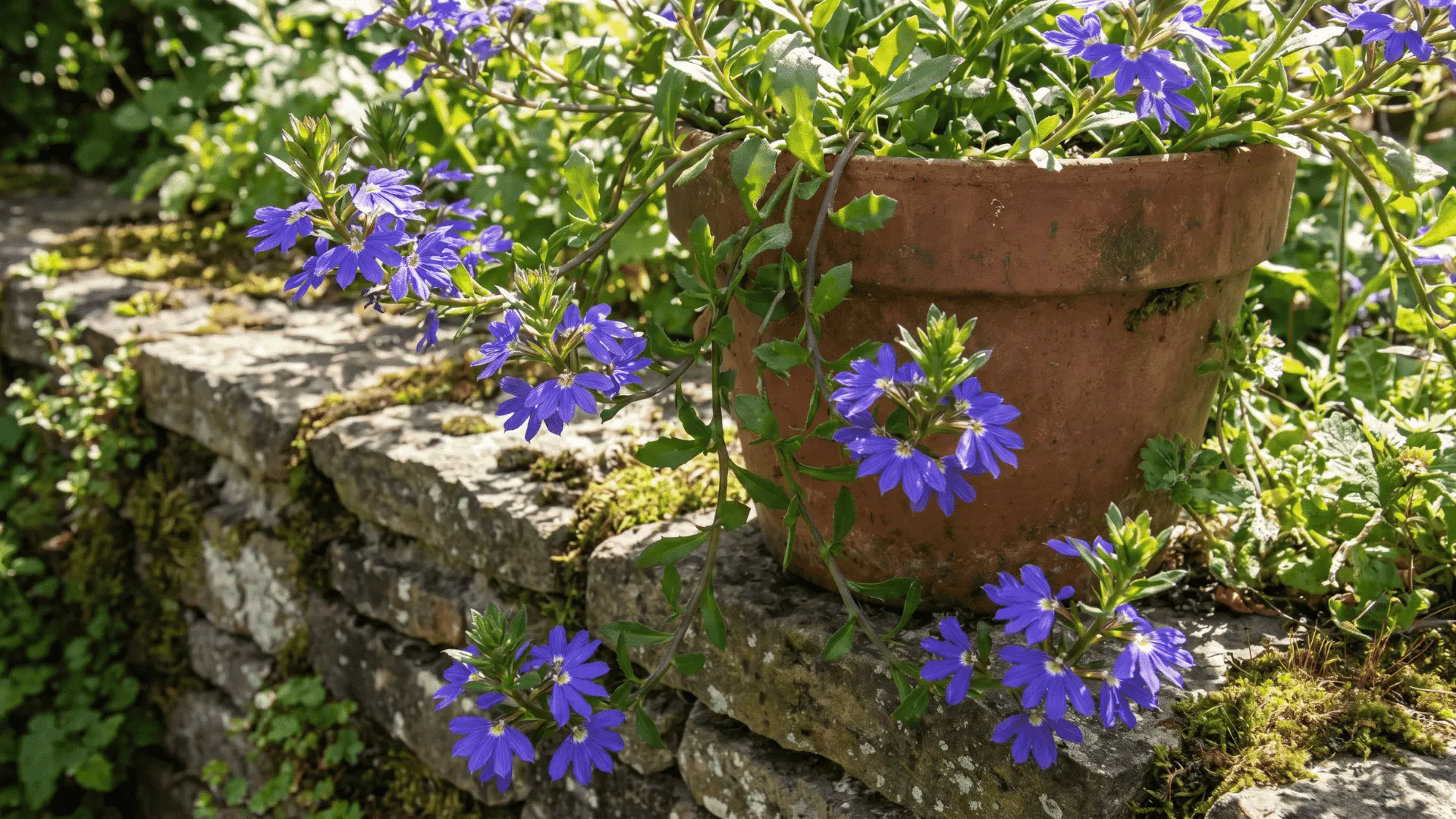Blue fan-shaped scaevola flowers trailing over the edge of a pot