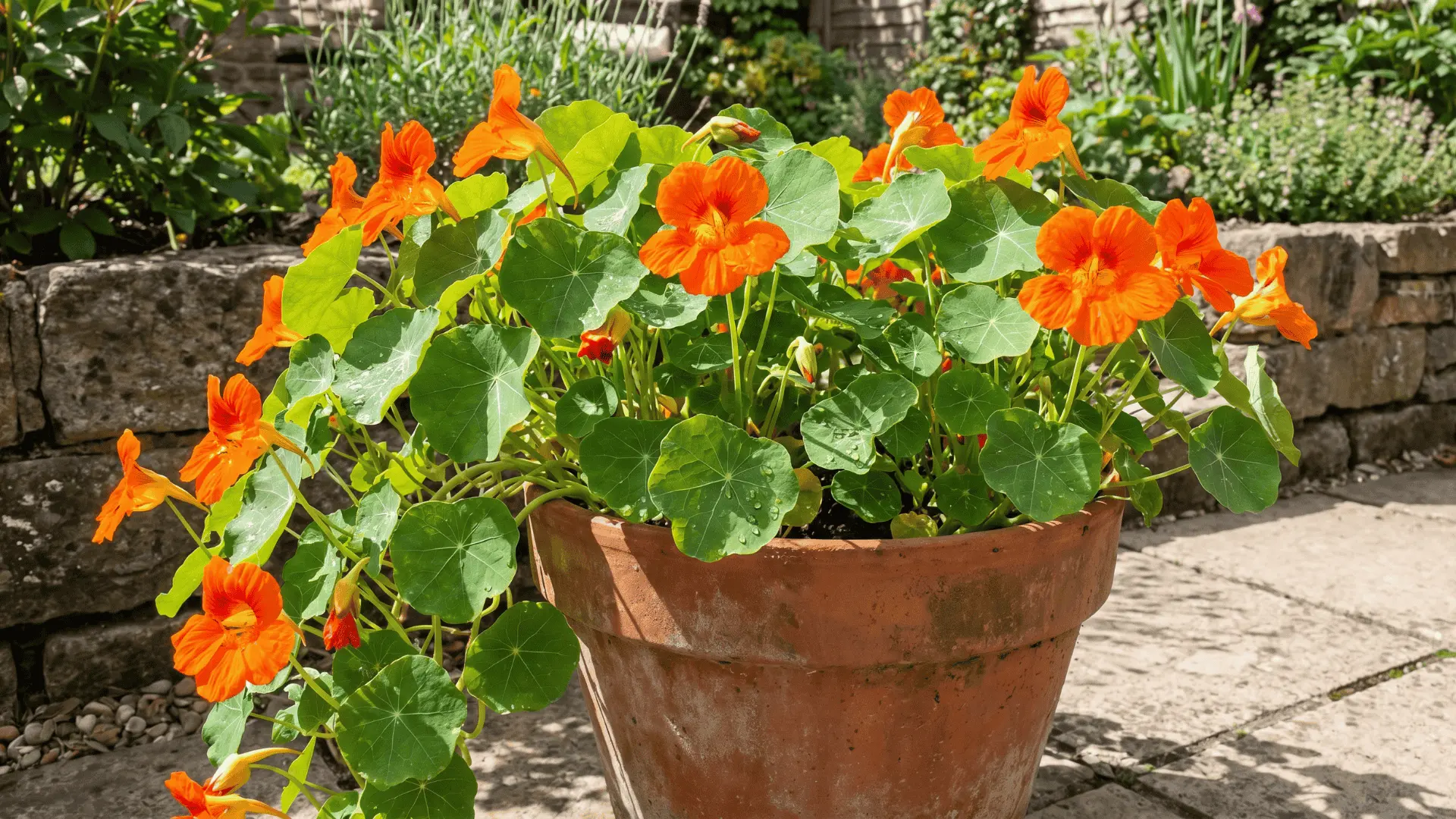 Bright orange nasturtium flowers with round green leaves in a container