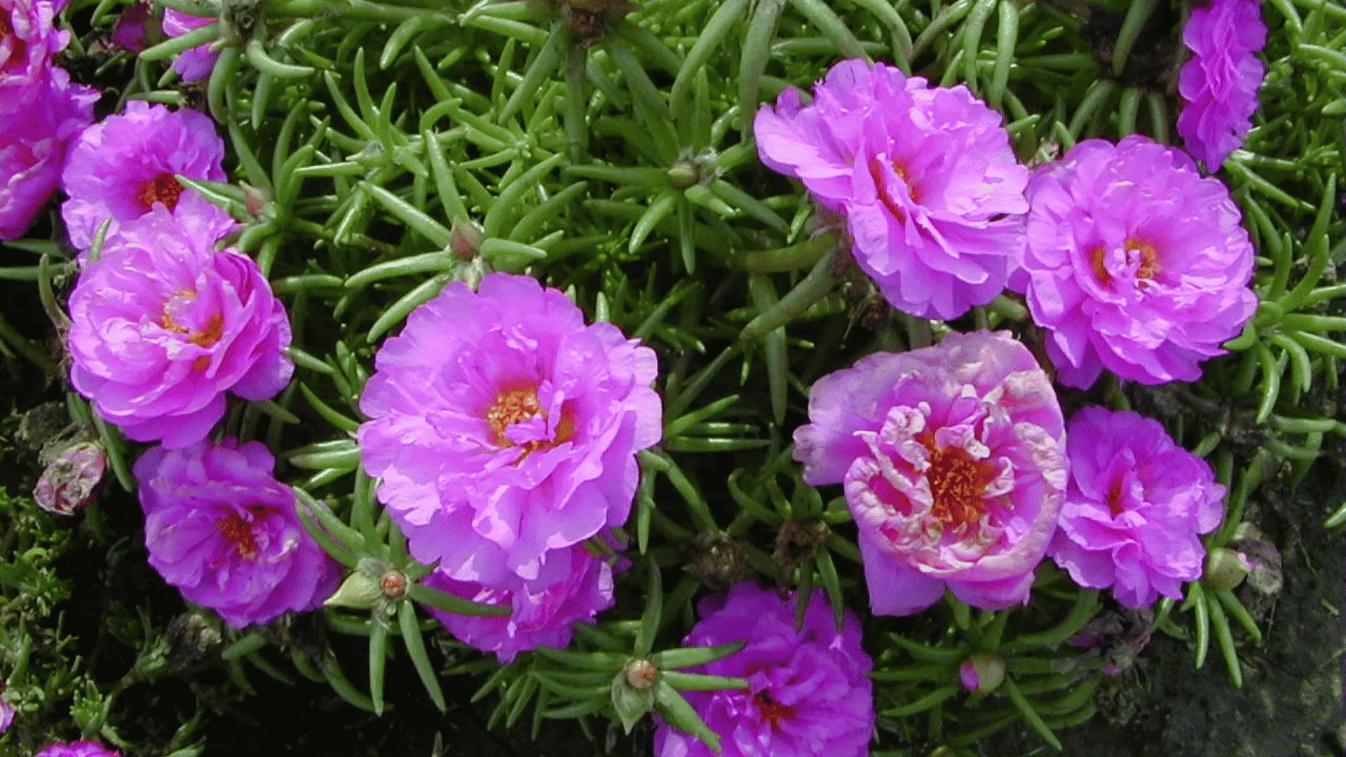 Bright pink and light pink moss rose (Portulaca) flowers with yellow centers, growing among slender green succulent-like leaves.