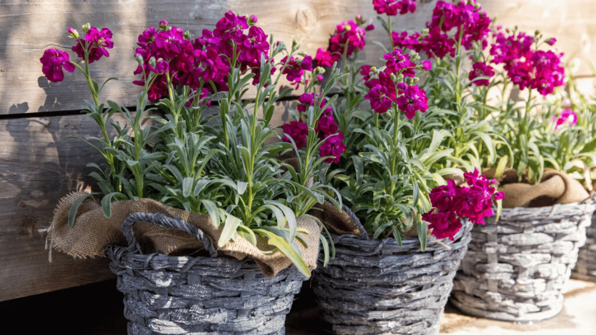 Bright pink flowering plants in woven baskets lined with burlap, arranged in a row against a wooden wall.