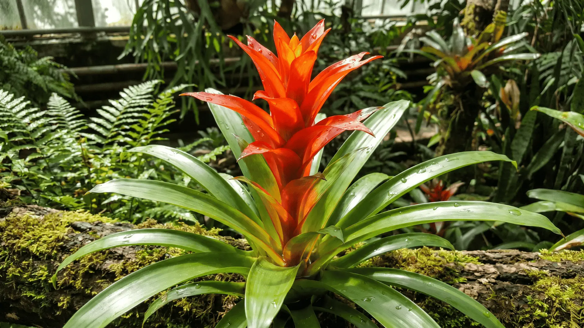 Bright red and orange guzmania flower rising from a rosette of green leaves