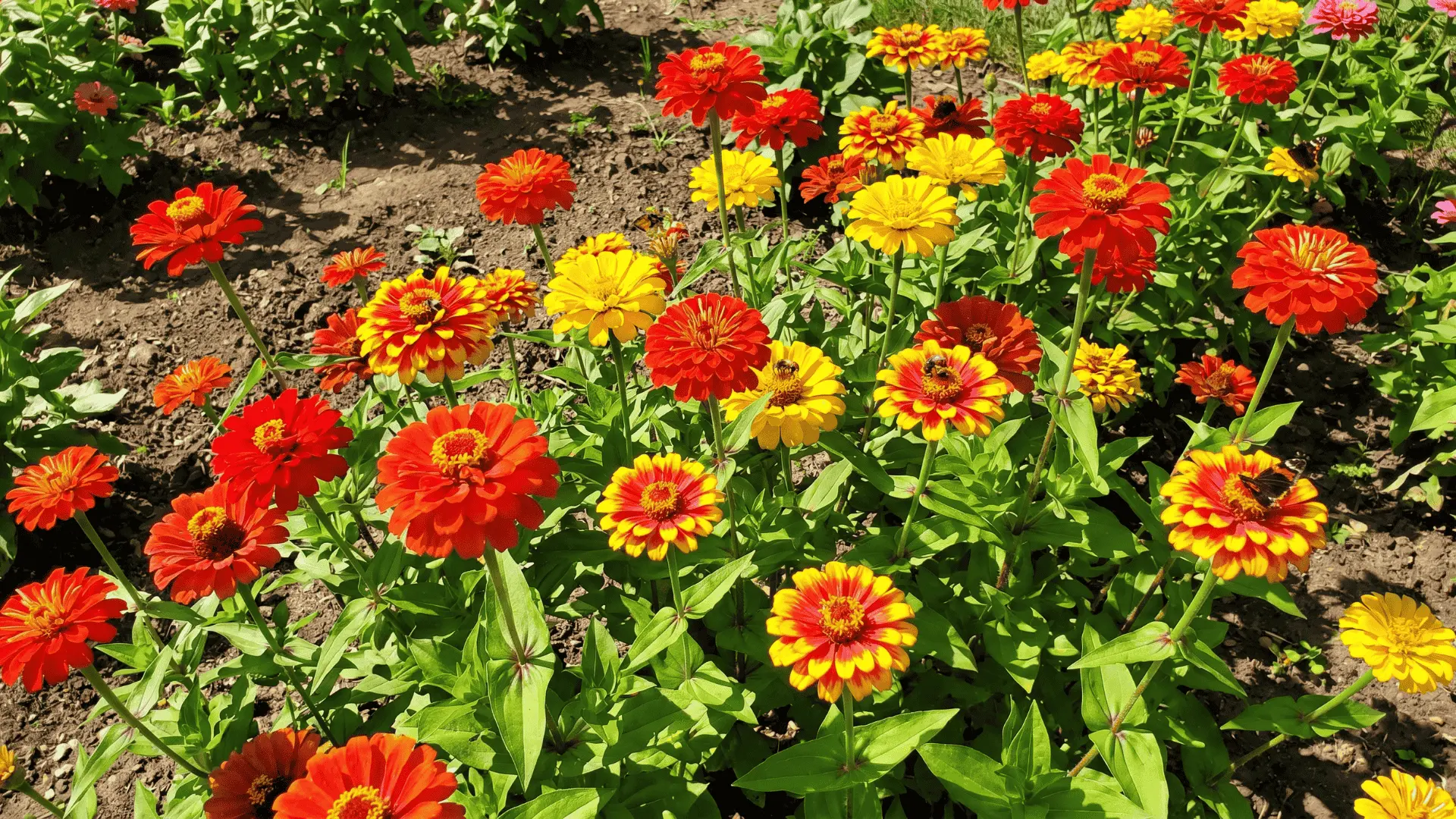 Bright red and yellow zinnia flowers standing upright in full sunlight