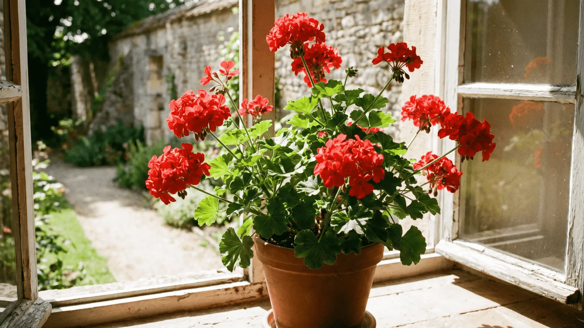 Bright red geranium flowers in a pot with green leaves growing upright in full sunlight