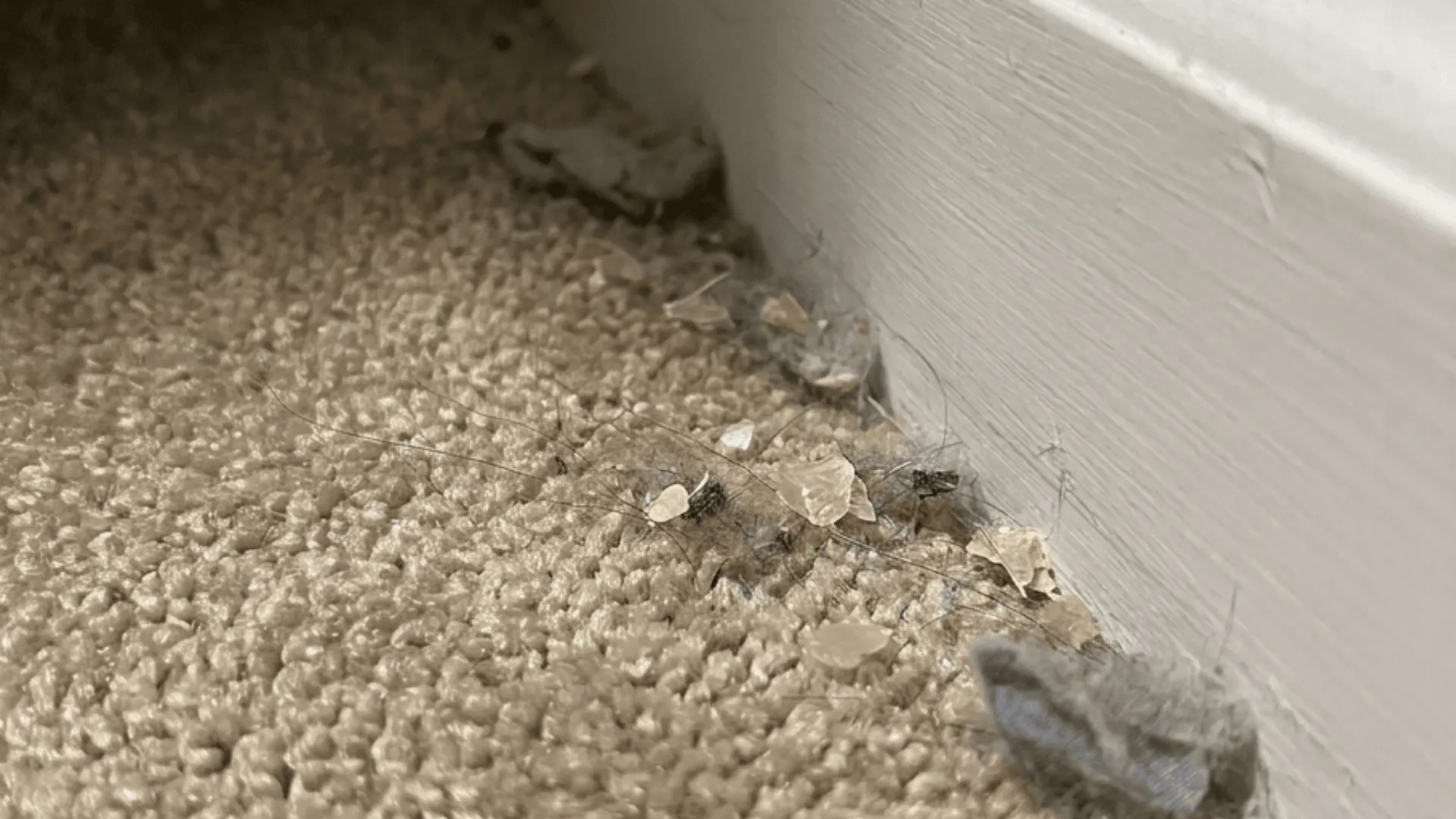 Carpet edge with small debris and shed skins near closet corner