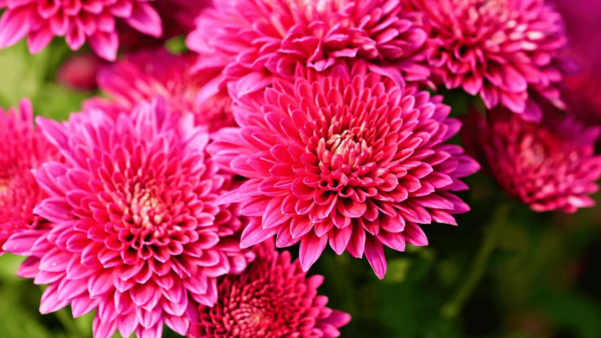 Close-up of bright pink chrysanthemum flowers with many layered petals, clustered together against a soft green background.