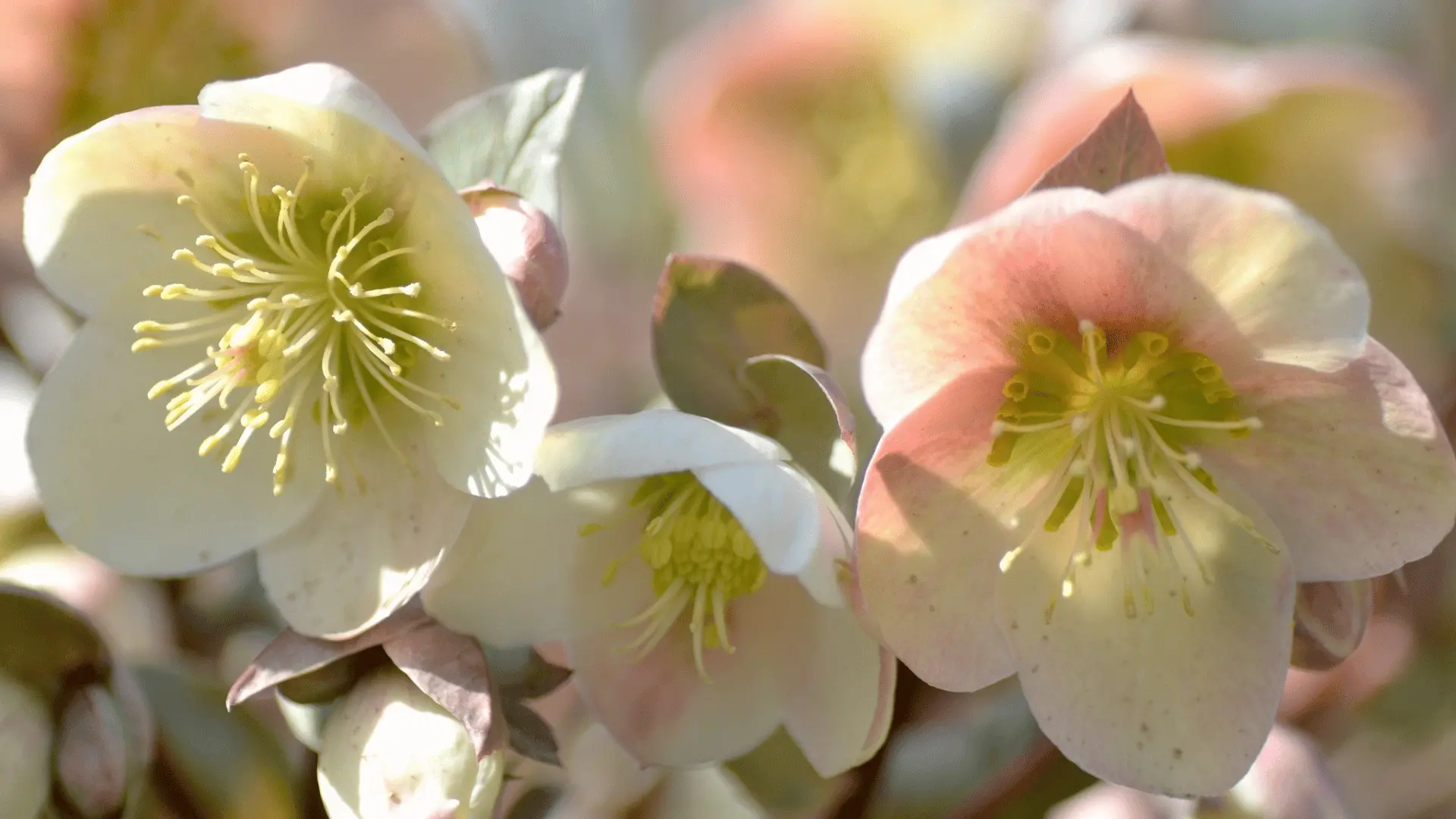 Close-up of white flowers with yellow centers and green leaves, showing delicate petals and fine details in a natural garden setting.
