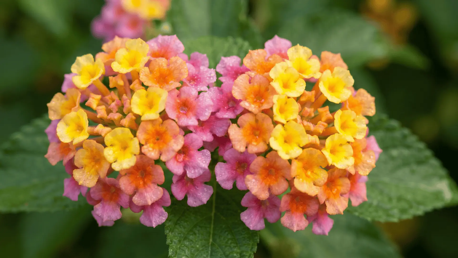 Cluster of small multicolored lantana flowers in shades of yellow, orange, and pink
