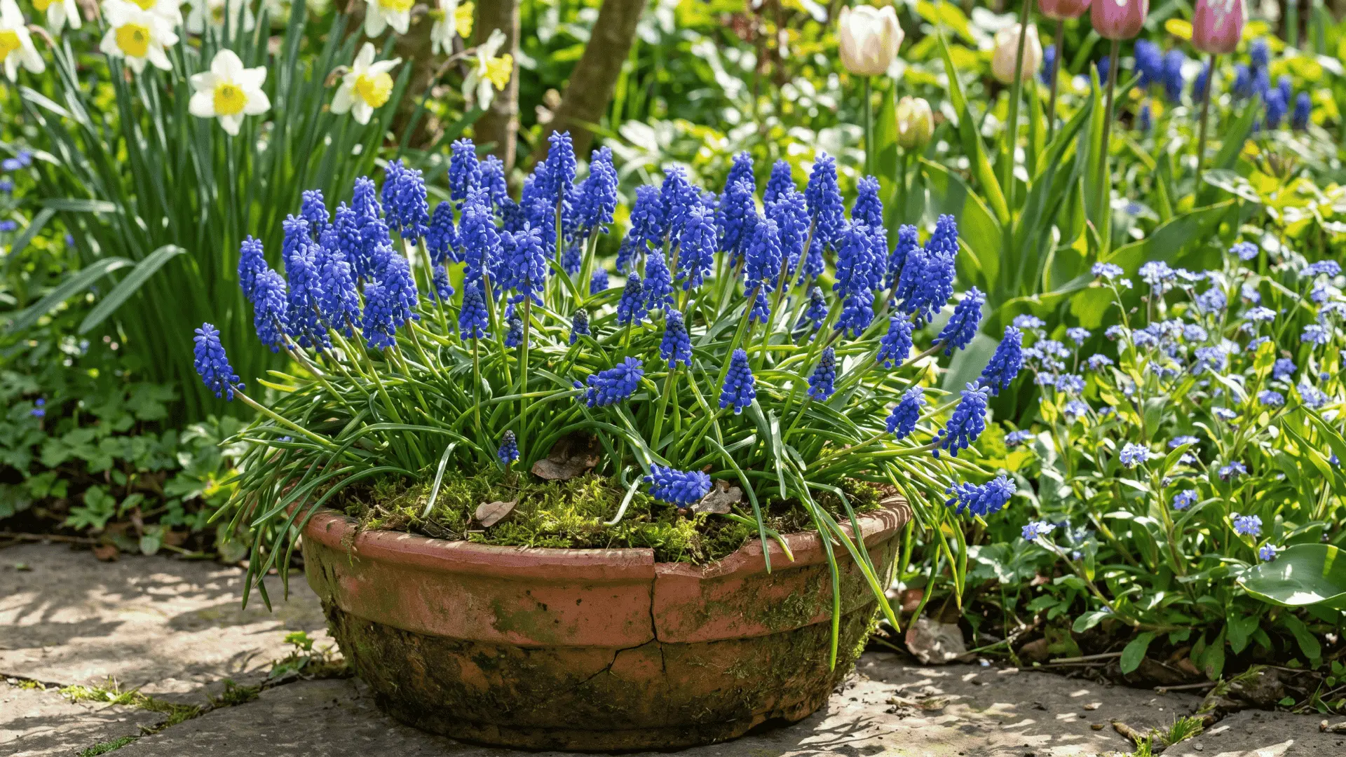 Clusters of small blue muscari flowers growing in a spring garden pot