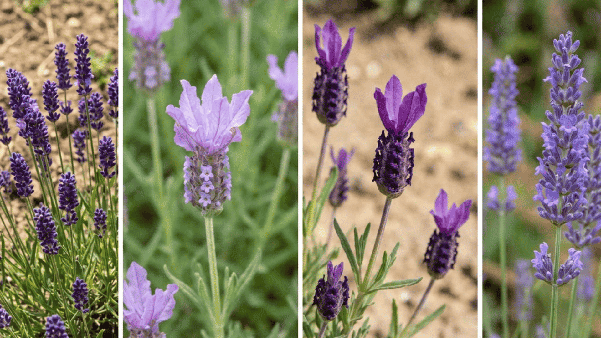 collage of four lavender varieties in vertical sections showing english, french, spanish, and lavandin plants side by side