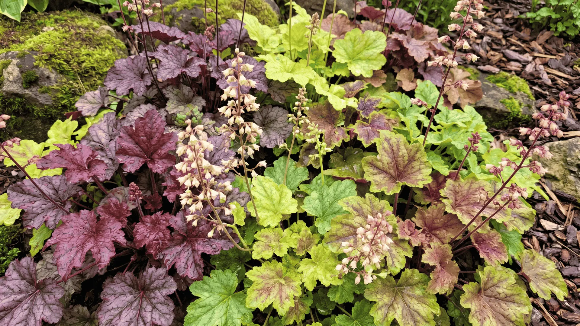 Colorful heuchera leaves in shades of purple and green with small flower spikes