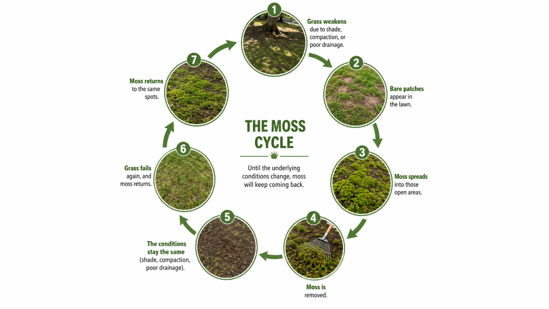 cycle showing how moss returns to lawns due to shade, poor drainage, and weak grass growth