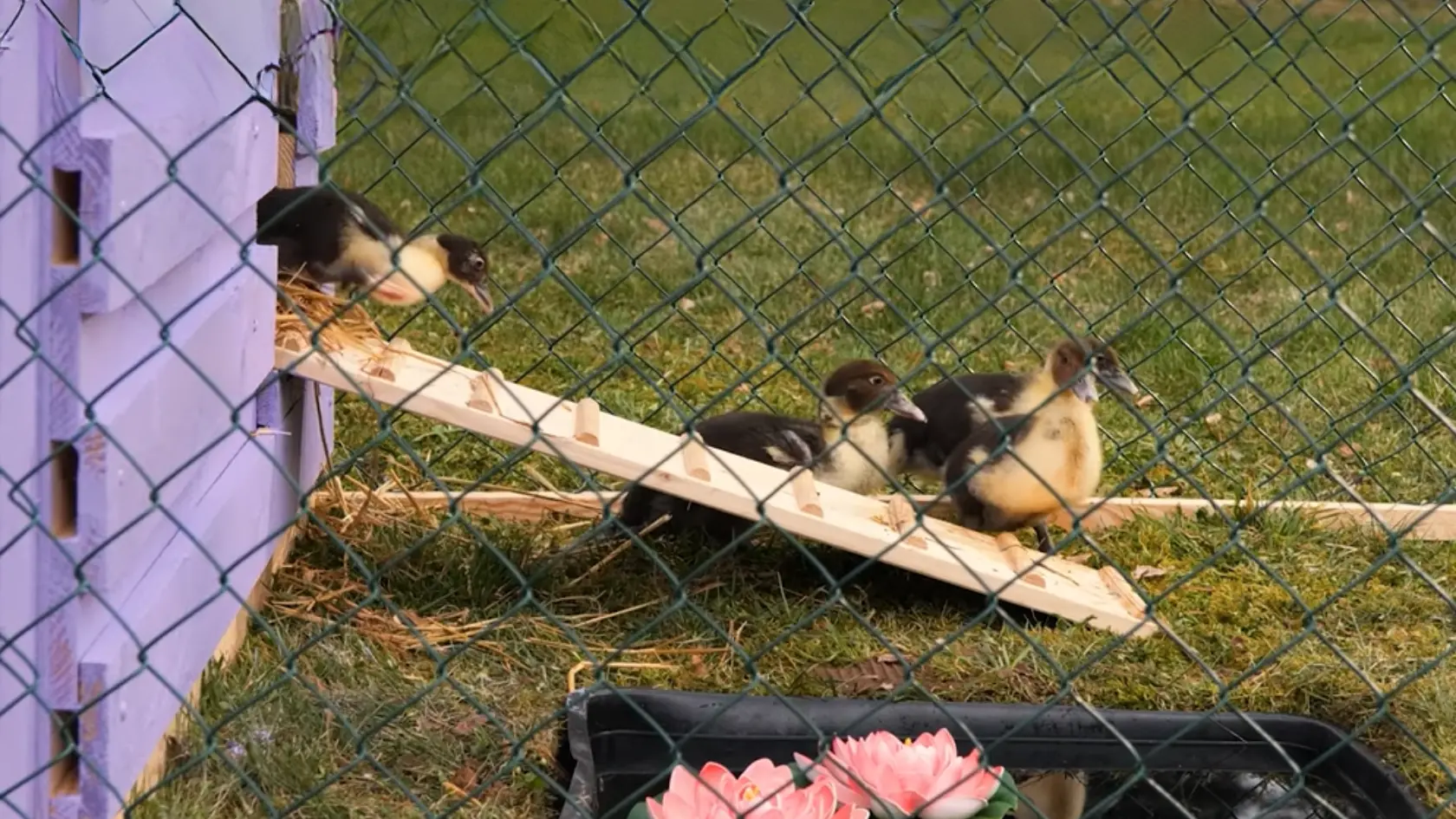 Ducklings walking down a small wooden ramp from a coop into a fenced grassy area