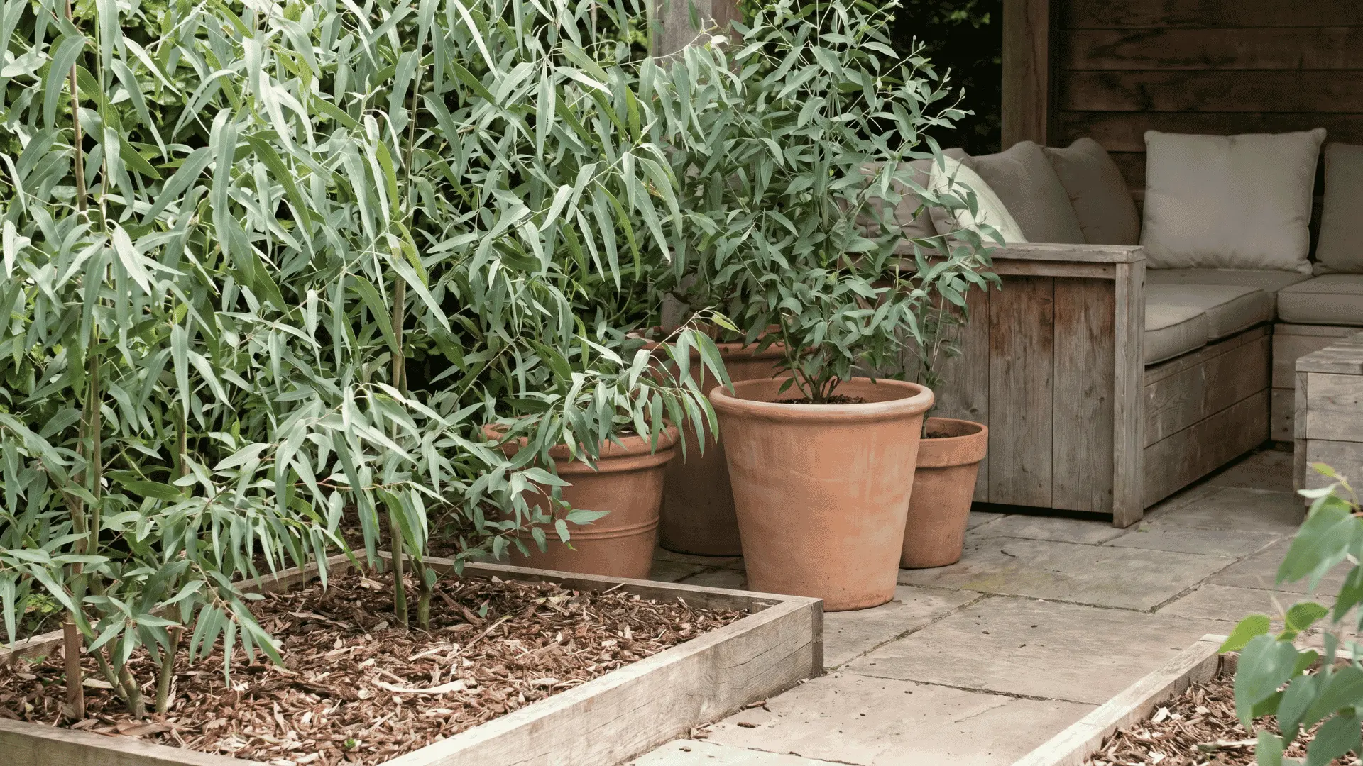 Eucalyptus plants with long green leaves growing in pots and garden beds near outdoor seating (1)