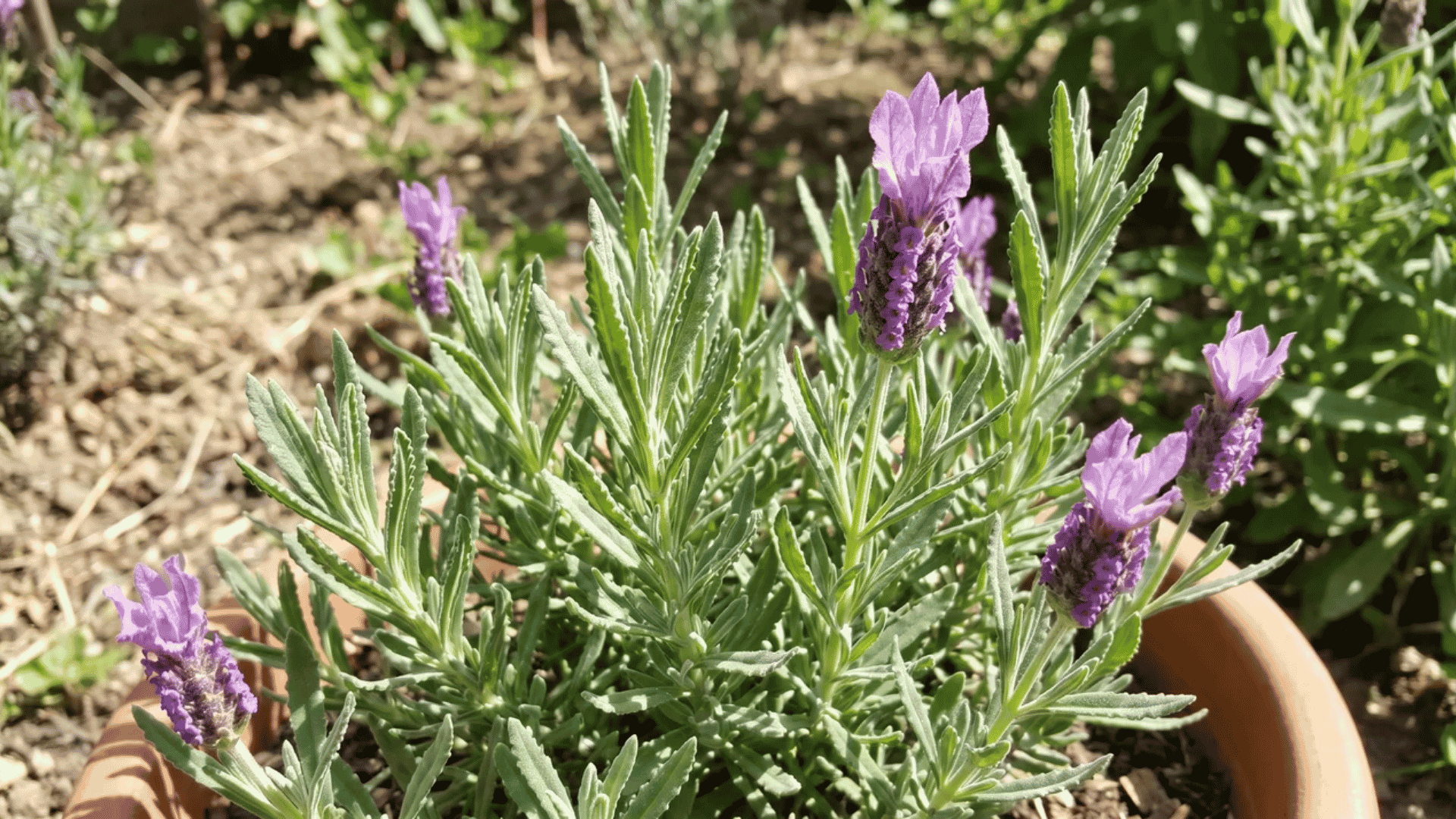 French lavender with toothed leaves and feathery bracts in a sunny garden  (1)
