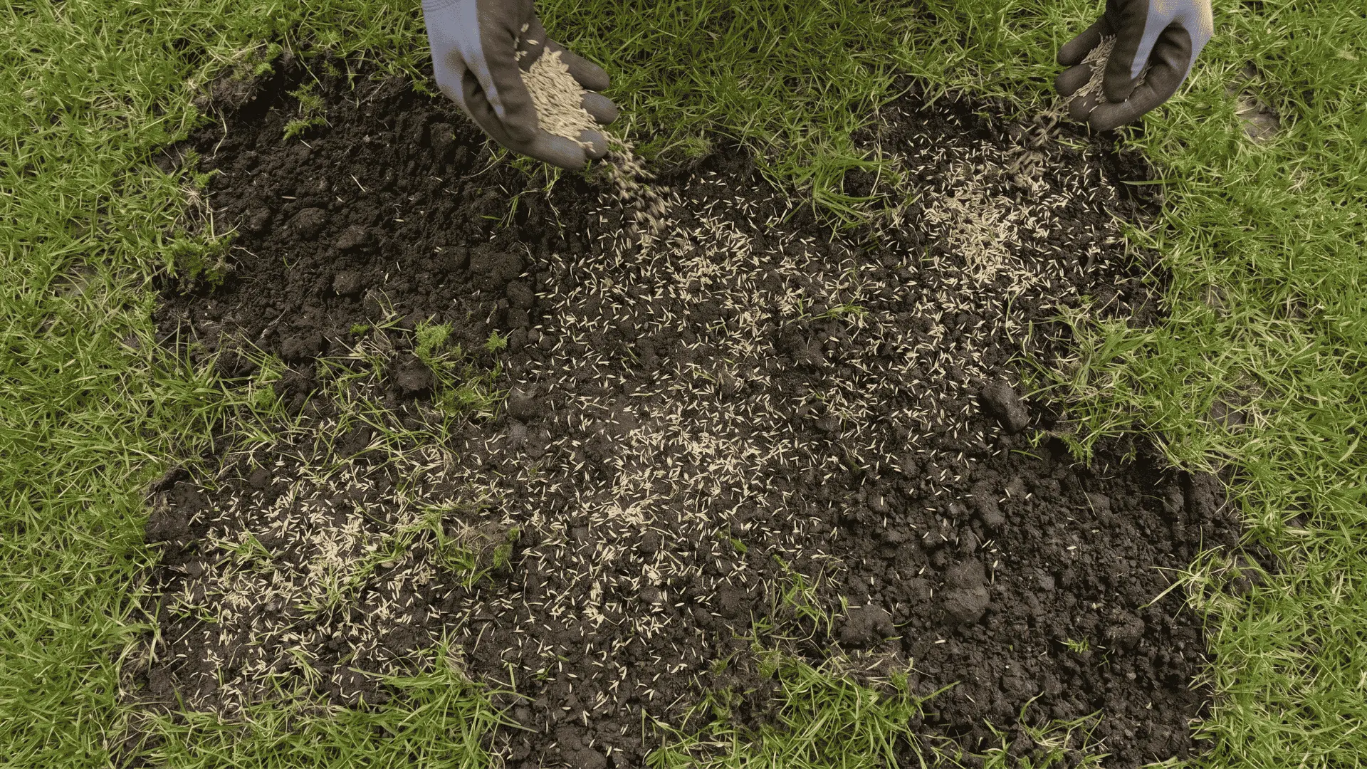 Grass seeds spread over bare soil patches in lawn after moss removal