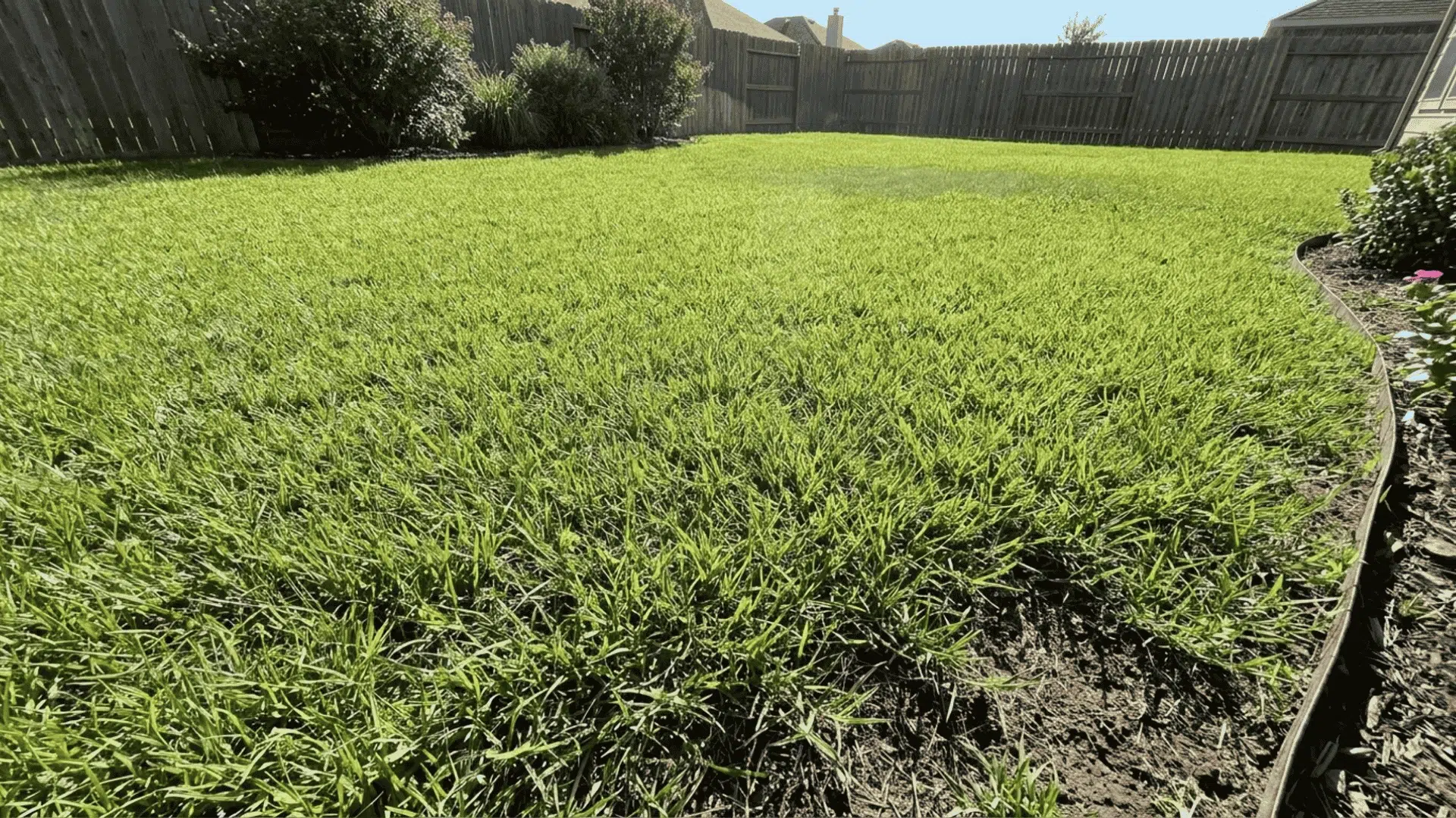 Green warm-season grass lawn growing under sunlight in a residential yard