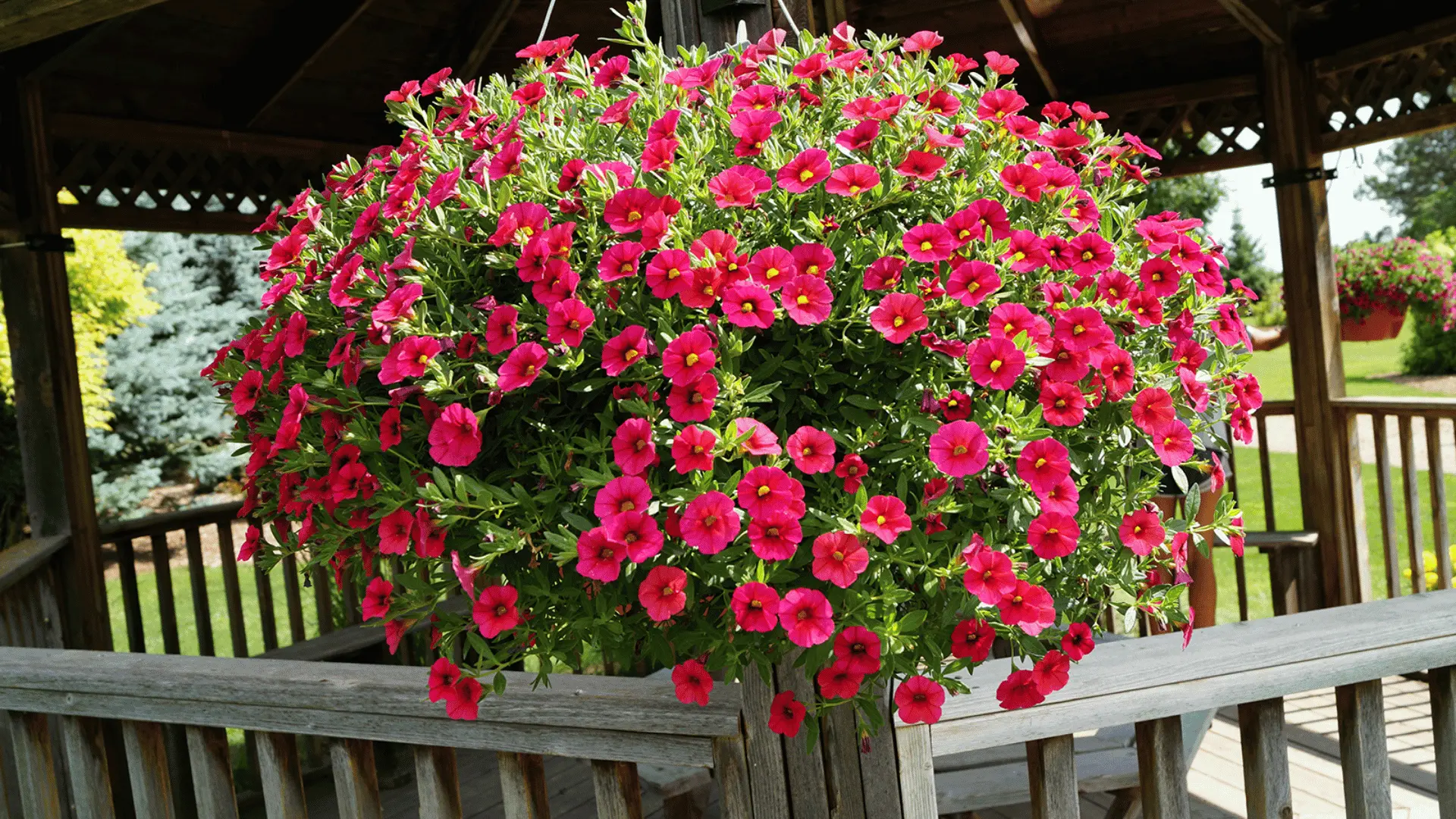 Hanging basket of bright pink flowers in a wooden gazebo, surrounded by greenery, creating a vibrant outdoor garden display.