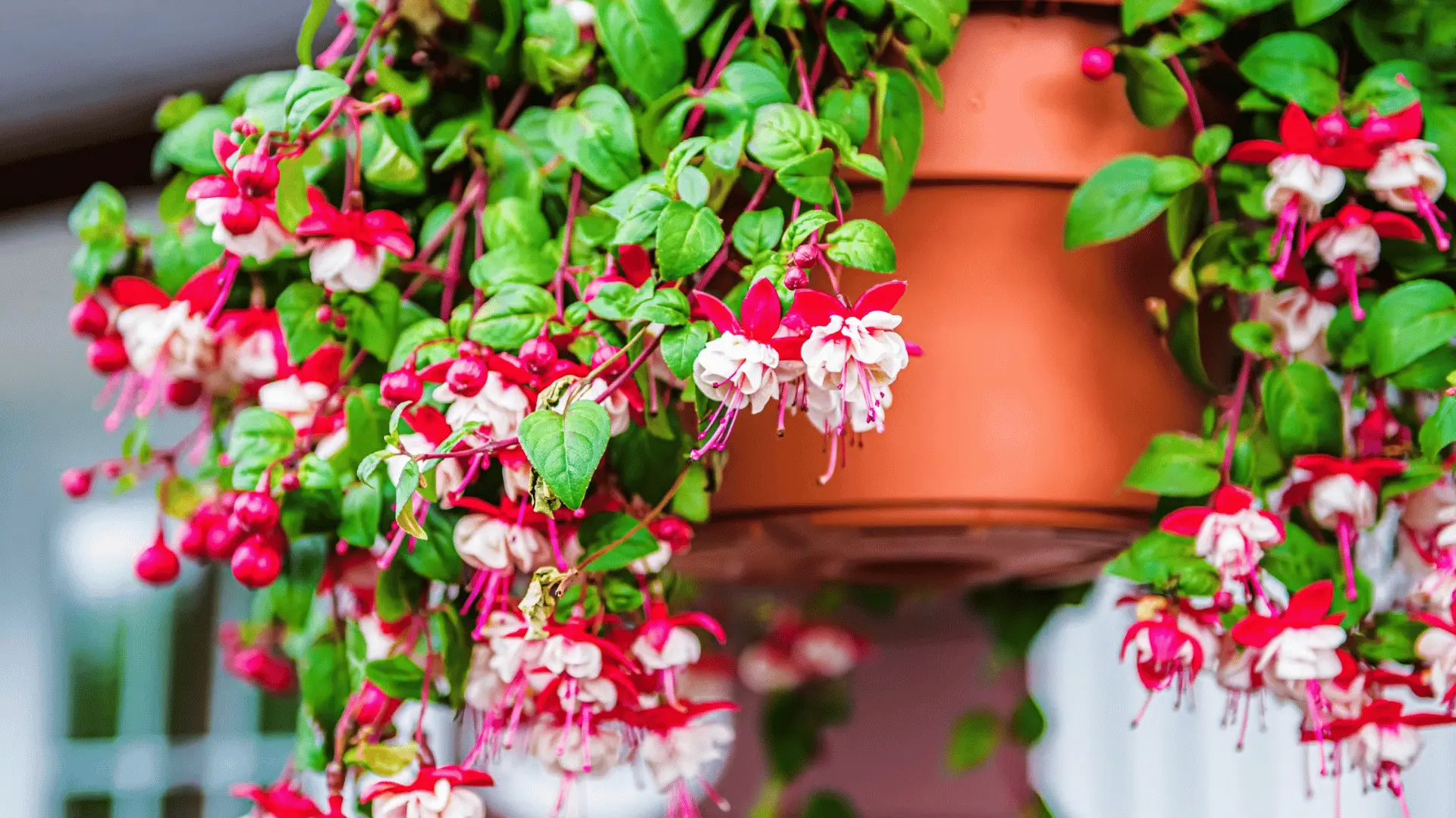 Hanging pot with red and white fuchsia flowers cascading over green leaves, adding color and charm to a garden or porch setting.
