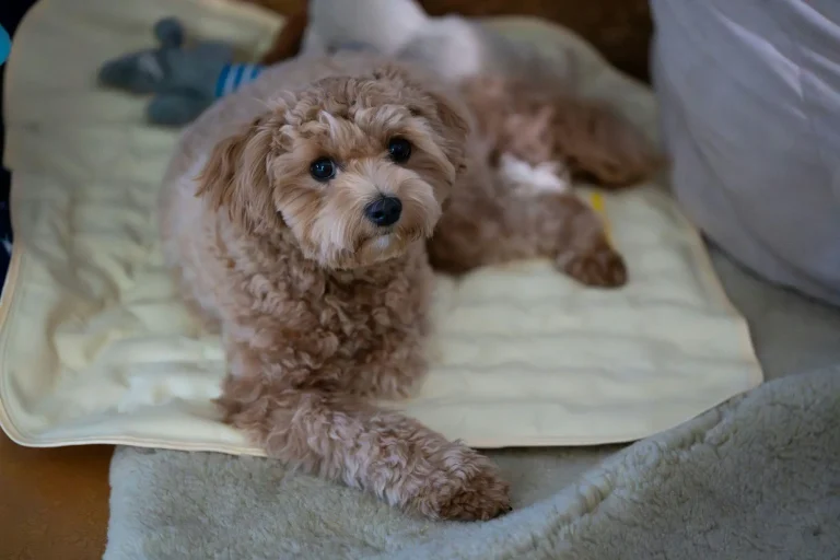 Small fluffy dog resting on a cream-colored blanket indoors