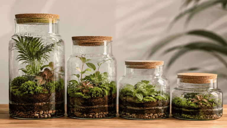 Indoor terrarium and closed glass terrarium in different sizes