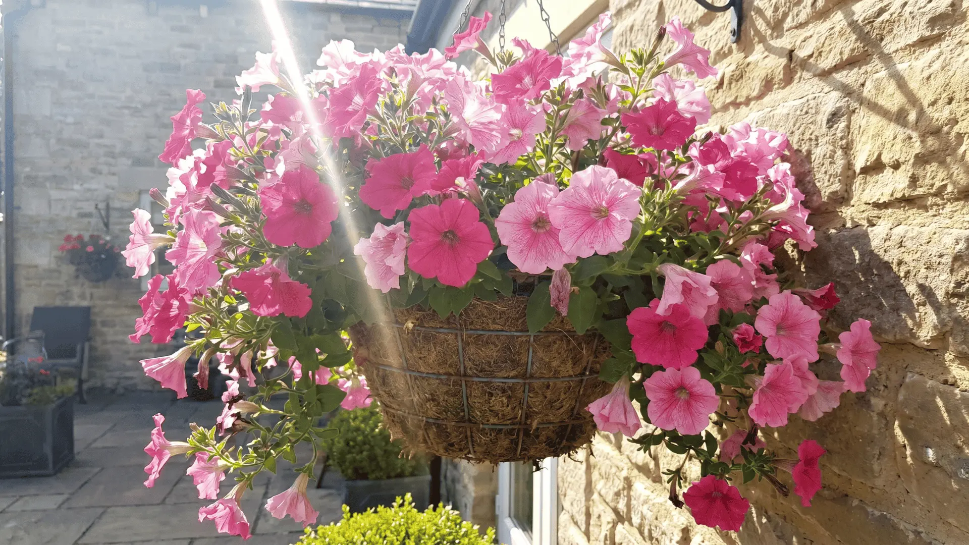 Large pink petunia blooms spreading from a hanging basket in full sun