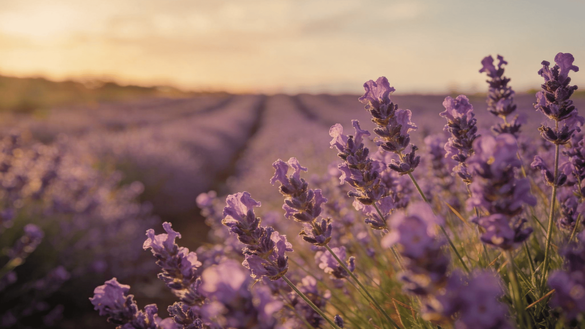 Lavandin flower spikes in a large field with rows receding into the background at sunset