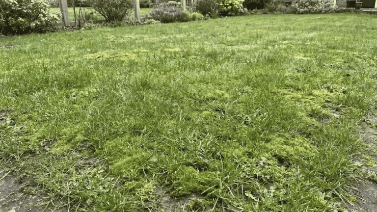 Lawn area showing patches of green grass mixed with moss on soil surface