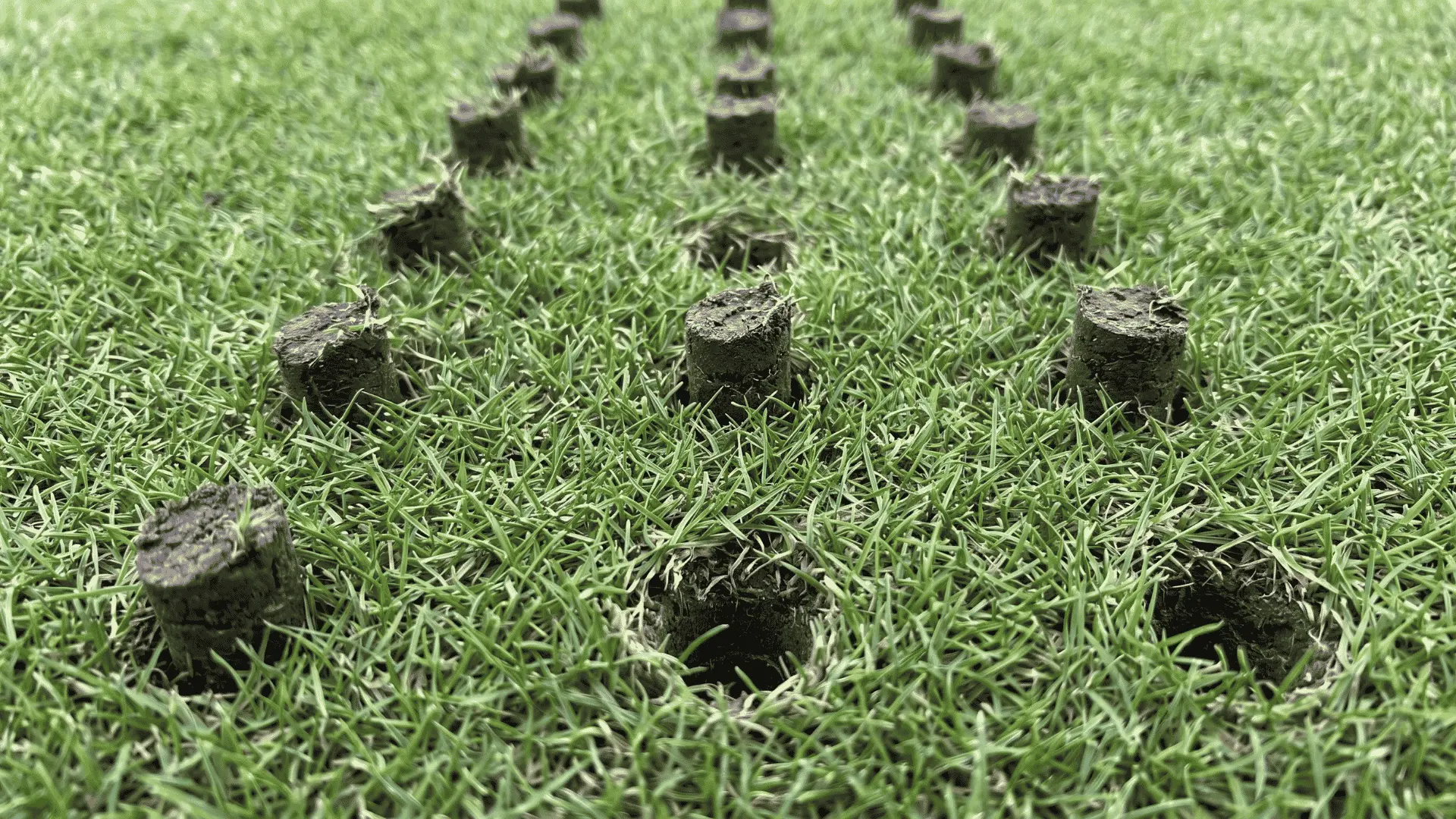 Lawn surface with small aeration holes across grass area