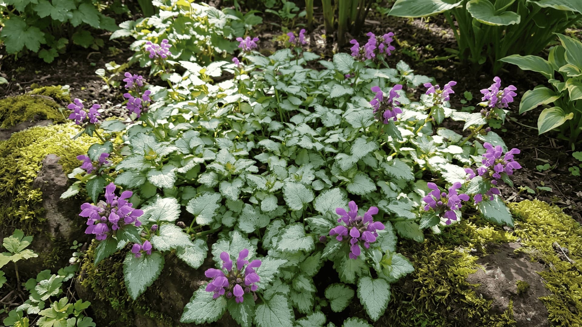 Low-growing lamium plant with variegated leaves and small purple flowers