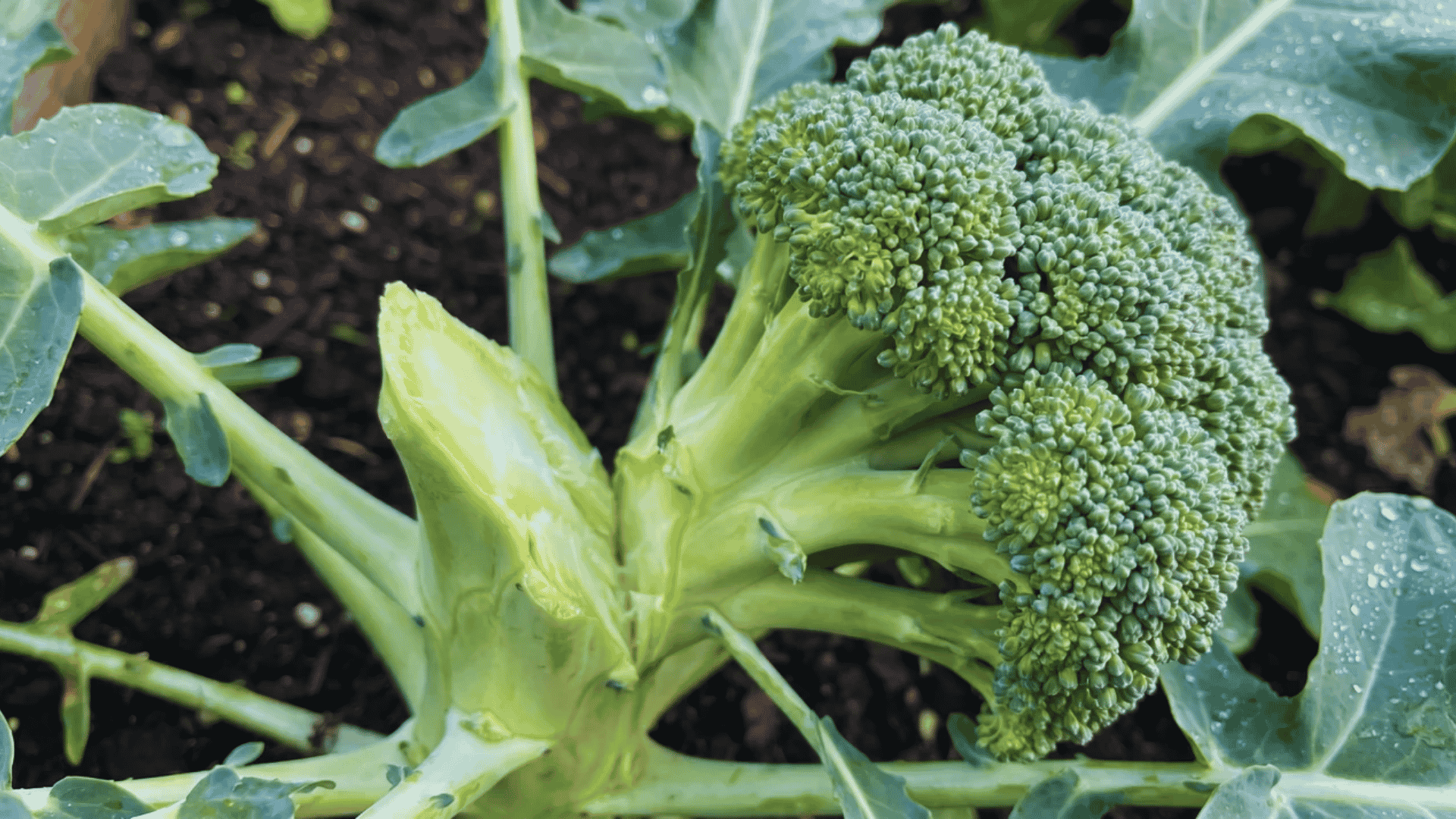 Mature broccoli head with firm green buds cut diagonally at the stalk in a garden bed.