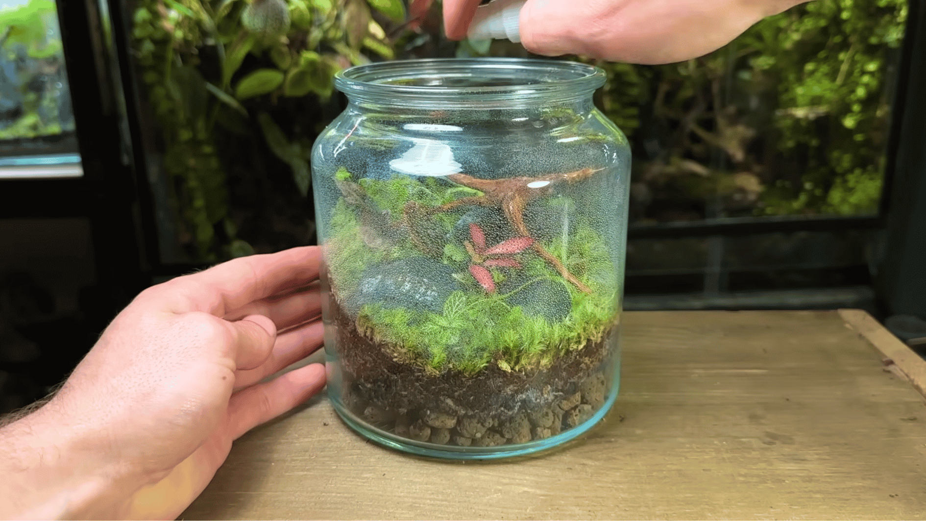 Misting tropical plants inside a glass terrarium container during the final setup process.