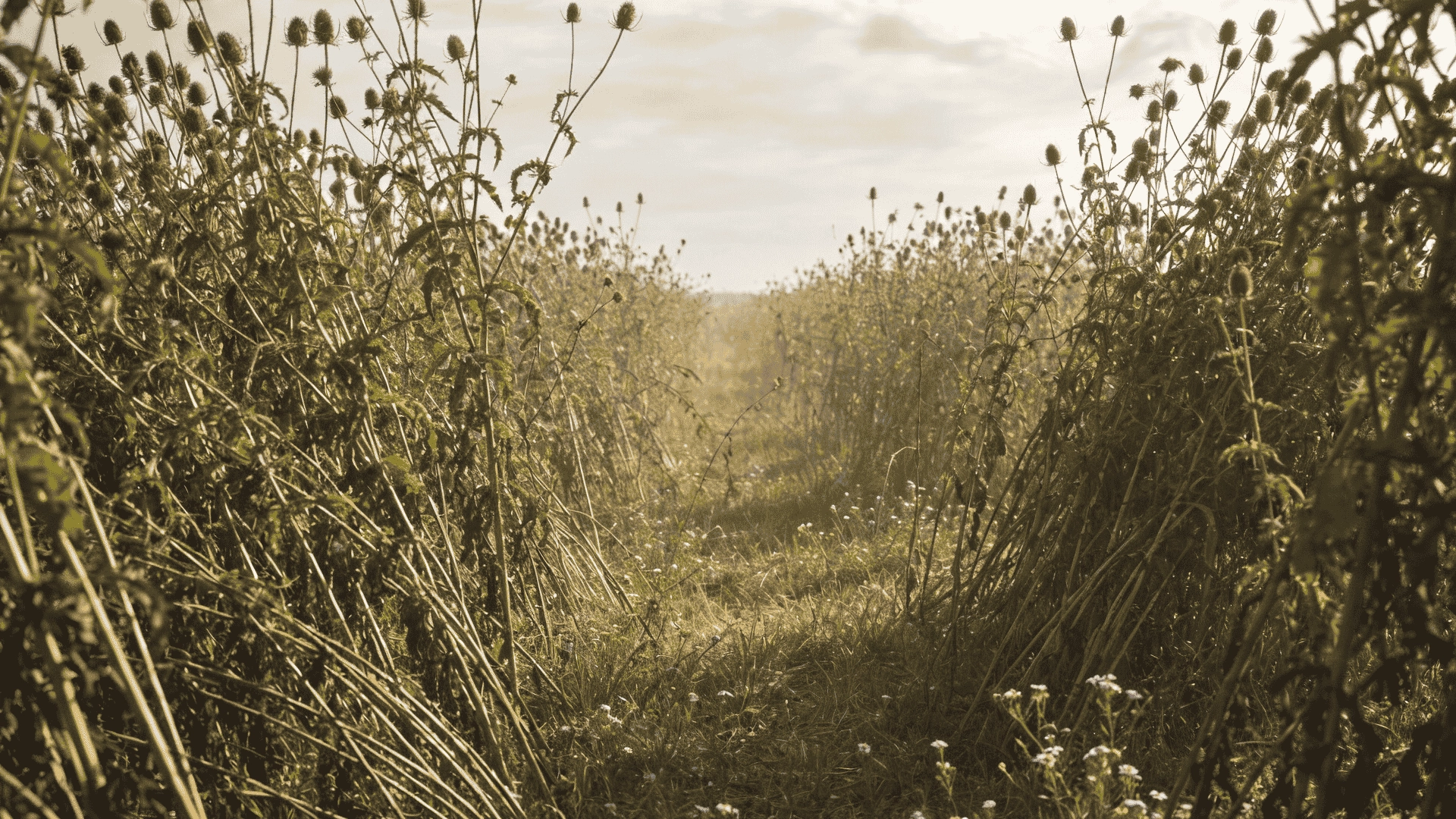Overgrown land with dense weeds covering the ground