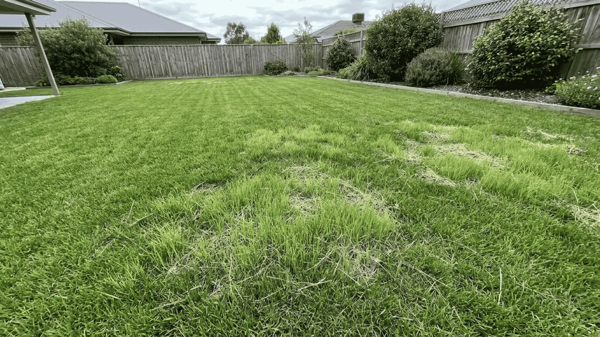 Patchy lawn area with new grass growth and straw covering surrounded by healthy green grass in backyard