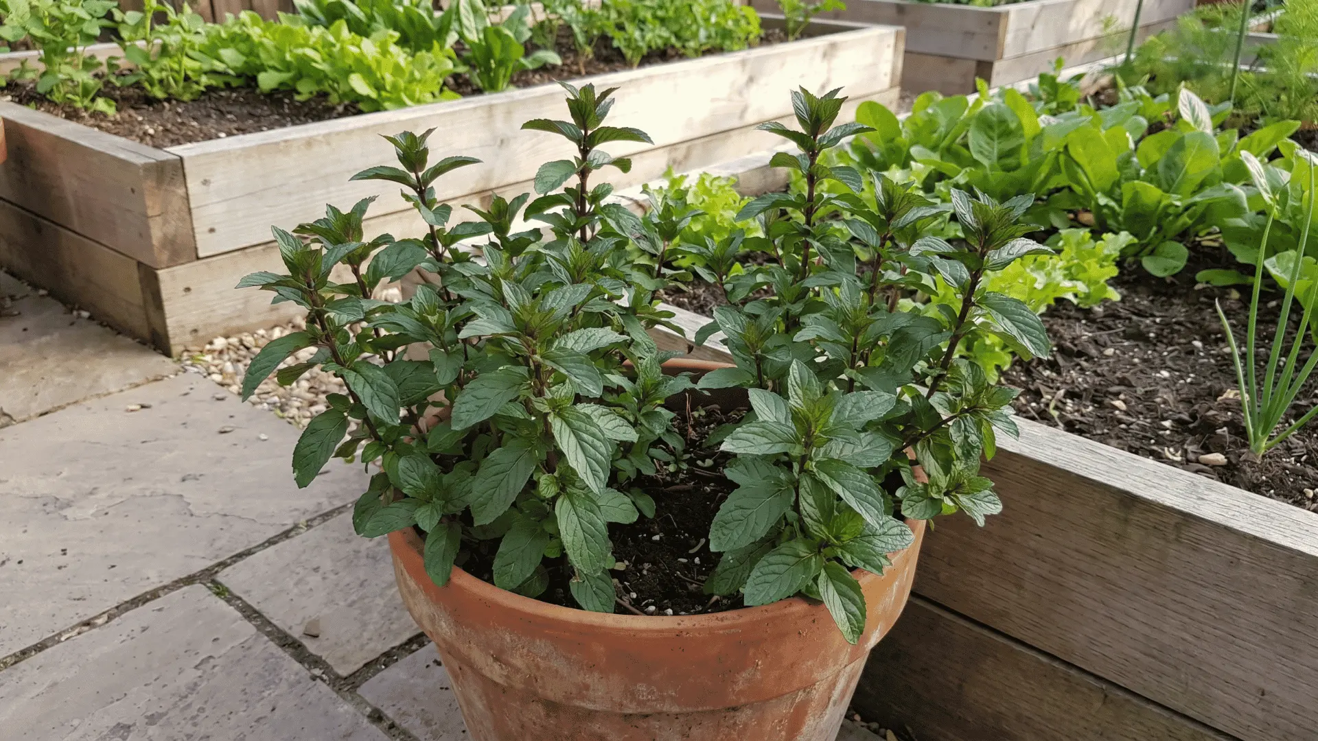 Peppermint plants with green leaves growing in a container near a patio and garden beds