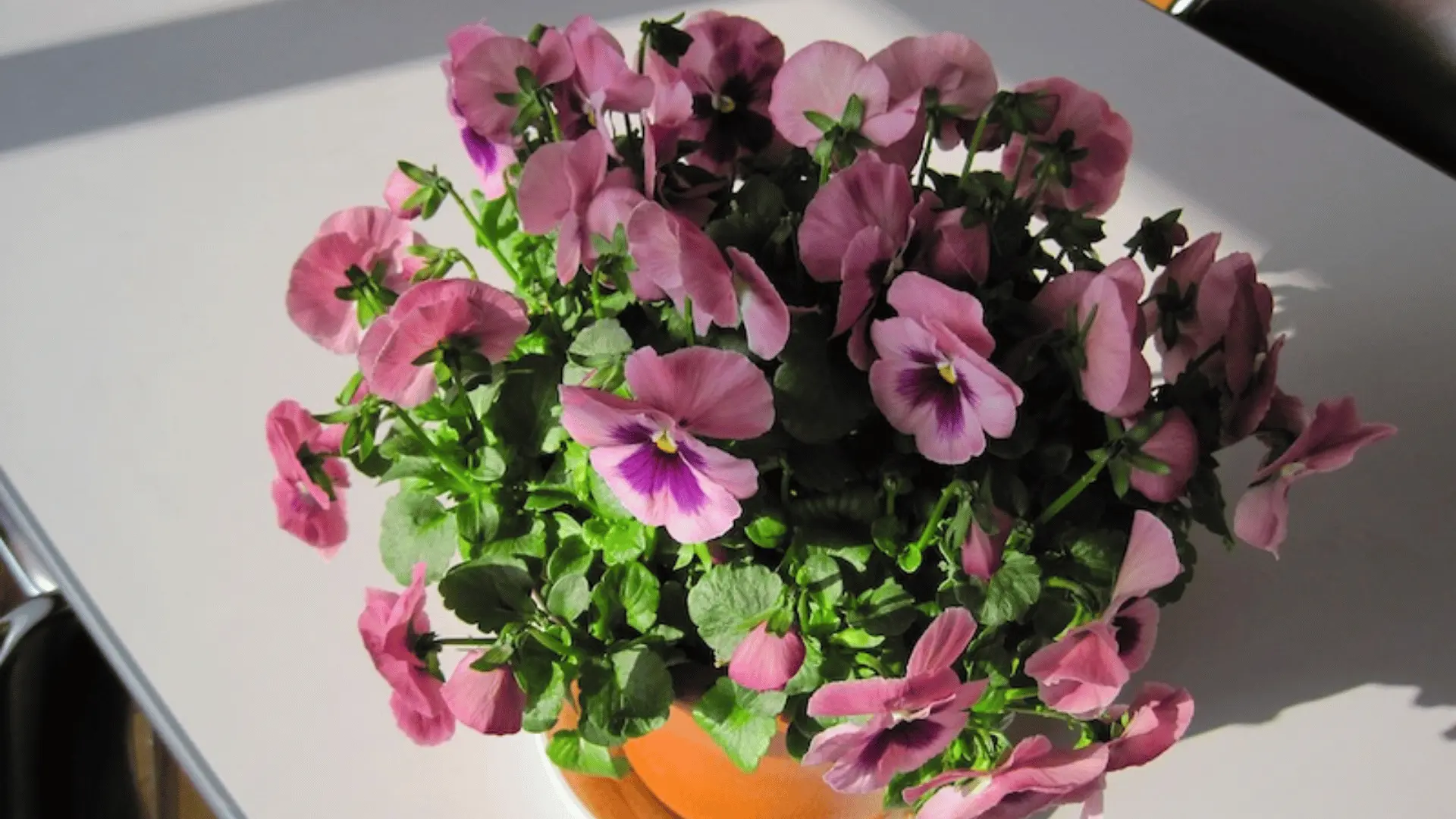 Potted pink pansy flowers with green leaves placed on a table, highlighted by sunlight, creating a soft and natural indoor display. (1)