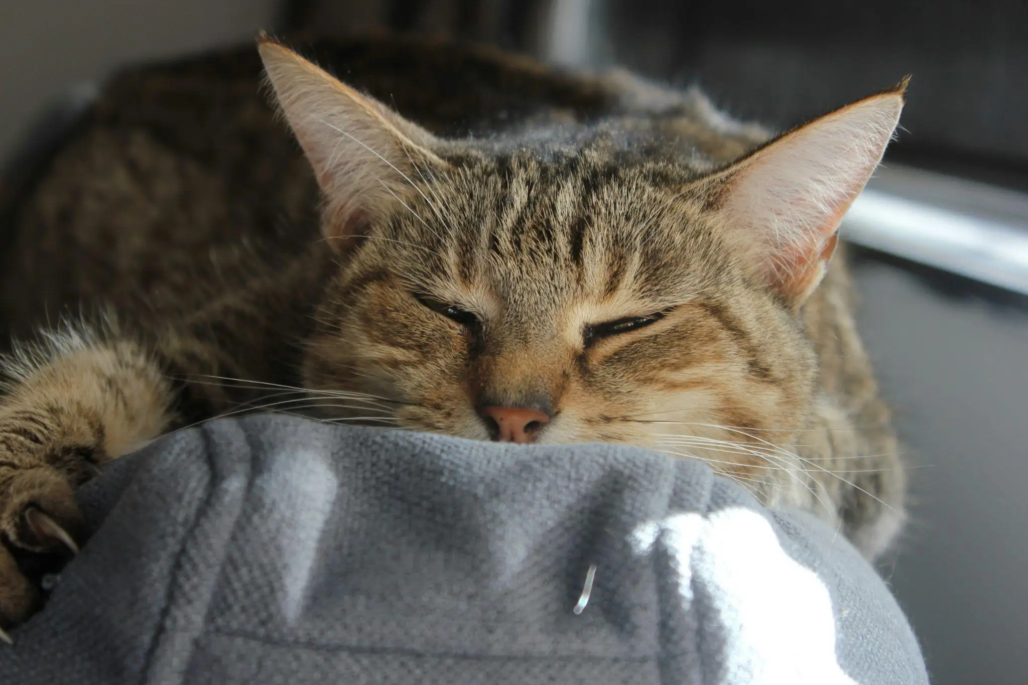 Tabby cat resting on gray blanket in soft sunlight