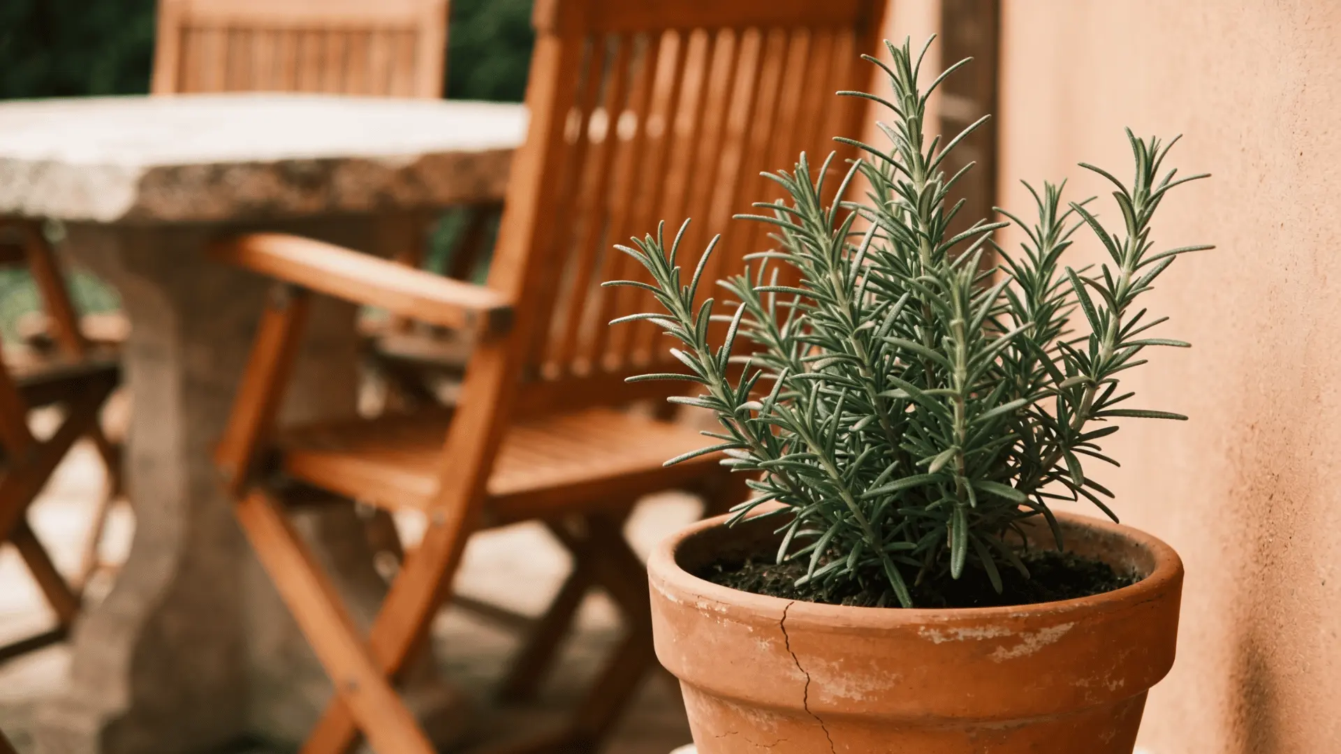 Rosemary plant in a pot placed near an outdoor seating area